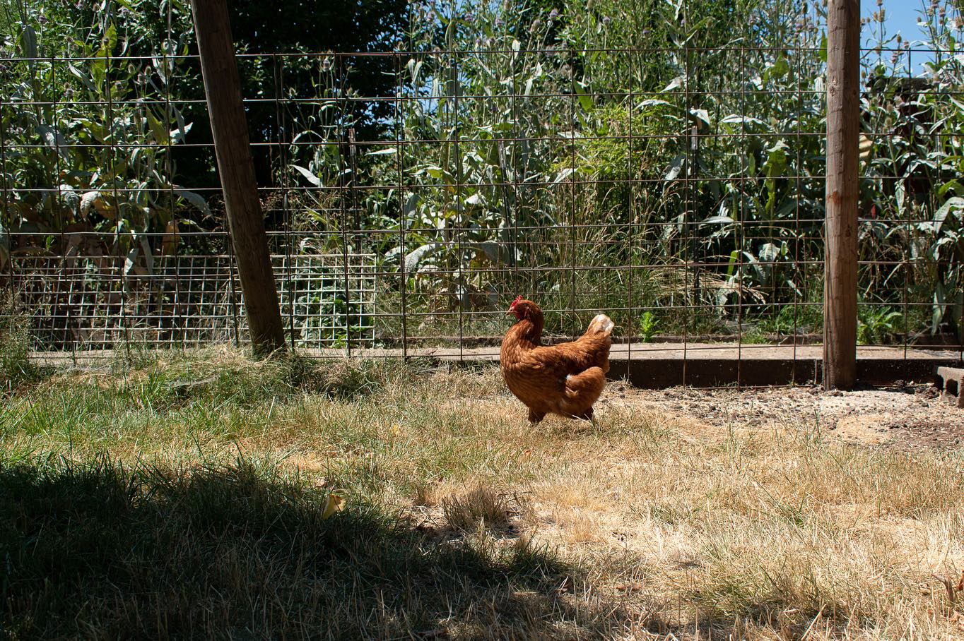 When a determined group of activists rescued over 435 hens from an egg laying facility that was shutting down, they needed to find quarantine spaces, fosters and adopters quickly. The rescue efforts spanned a multi week operation to save as many hens as possible, and at the end of many days, there were not enough places for the hens to go.
This is when John and Kit of @otpsanctuary stepped up. With open arms, they took in birds who needed food, water and a space to recover. They stayed up late and helped unload crate after crate of terrified hens, without complaint.
After time in quarantine, most of the hens went to other sanctuaries, yet a few still call Out to Pasture home. On this day, they foraged, explored and rested in the shade. It’s an entirely new life for them.
Education is a central theme to farm sanctuaries. During a recent visit, visitors learned that pre-domesticated hens only lay about one egg per month, while the birds who have been bred to “produce” lay an egg nearly every day! This isn’t natural, even in the most lush backyard habitat.
Guests also learned that pigs can pick up a scent five miles away, or twenty-five feet underground. Imagine how terrifying it must be for them to wait in line at a slaughterhouse.
When people visit farm sanctuaries, they begin to see the animals through a different lens. The ones who are usually seen as food - cows, chickens and pigs - are now seen in the light of their unique personalities and ways of being in the world.
Perhaps one day we will not need sanctuaries. We can farm food instead of animals. For the time being, though, let’s take a moment to appreciate the people who are the net, catching the ones who fall.
🧡
#animalphotojournalism #farmsanctuary #animaladvocacy #ahimsa #whatifwesawthem