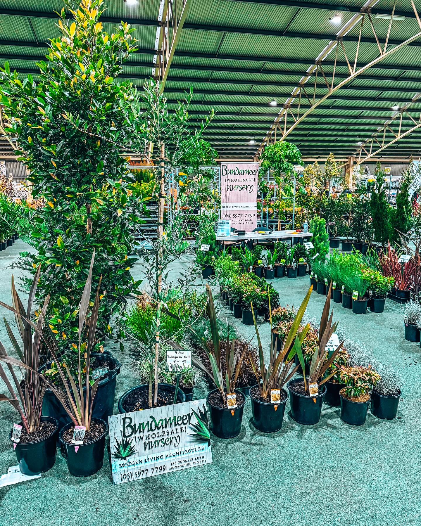 #ngivtradeday
Bundameer has a lovely selection of grass/ Shrub types and a selection of advanced Evergreen Hedging today :)
Come visit us at stand D10!
.
.
#plants #nature #flowers #landscaping #nursery #buylocal #plantsofinstagram #australianplants #gardening #houseplants #photography #flower #naturephotography #plantlover #outdoorplants #ngiv #evergreen #art #plantlife #beautiful #lillypilly #australiannatives #plantstagram #spring #flowerstagram #naturelovers #wholesaleplants