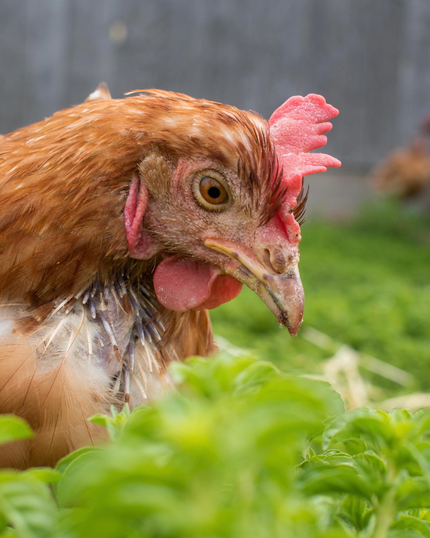 🌧 As a storm pummeled the roof of the barn, a activist carried the very last hen into her new life. She had been wedged under metal shelving, terrified after weeks of hearing thousands like her be caught and carried away.
💦 The rescuer named her Rain. Last week, Rain arrived at @wildwoodfarmsanctuary where she will continue to recover from her first year and a half of life on an organic, cage-free farm.
💔Aside from the obvious aspects of harm these birds experience by being exploited for their eggs and competing for space in an overcrowded barn, invisible harm also exists.
The hens never get to be themselves.
Each and every one of them, including Rain, has a distinct personality and way of being that is pushed to the bottom of survival mode. They live only a fraction of their lives, not only in time because the birds are slaughtered when still very young, but in life expression, fullness and experience. Only a fraction is what they get.
➡️ So when animal advocates say “animal liberation now,” they mean far more than simply opening the cage doors - it’s everything. Each and every animal ought to be able to express a range of emotions - joy, curiosity, fear, excitement, all of the many facets of their personalities; who they are. We know now that human animals are not the only species with a vast emotional landscape.
🪶 Rain is getting her feathers back, and when she arrived at Wildwood Farm Sanctuary last week, she let us know that she likes to spend time with humans, or venture around solo in the grass. She gets especially sleepy in the sunshine. She is courageous and strong and will teach us all about forgiveness and resilience.
💜 She was the last one out, and we will celebrate every moment of her freedom.
🙏🏼 A warm welcome to new followers here to my ongoing project, What If We Saw Them (WIWST). I look forward to sharing more stories with you.
✨🧡✨
#whatfwesawthem #animalphotojournalism #aurorahenrescue