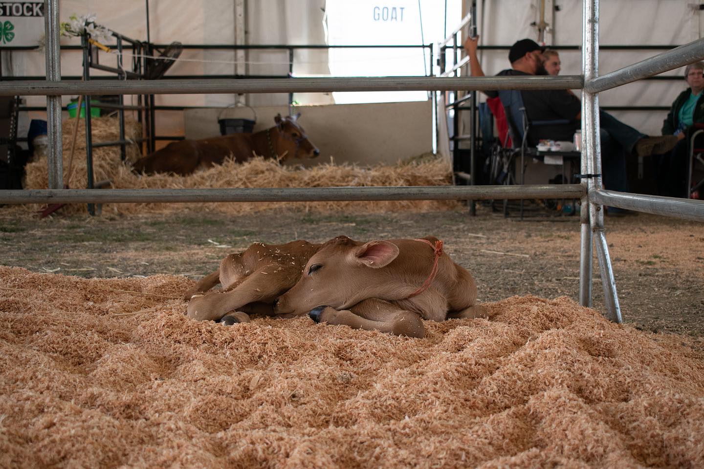 Let’s Be Fair
📷 Photograph One.
A Jersey calf sleeps alone in the dairy pavilion at the county fair. She will follow the path her mother knows all too well and part with calf after calf, becoming exhausted by the grief of it.
The dairy industry is full of suffering.
Another world is possible.
✨🖤✨
#whatifwesawthem #animalphotojournalism #dairy #countyfair #ahimsa