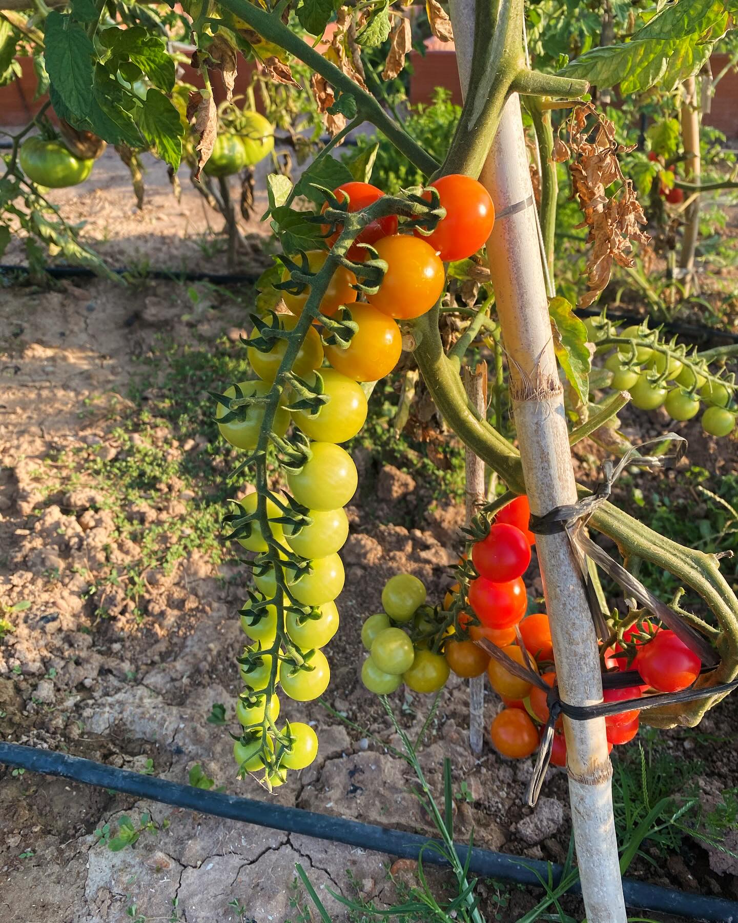 Colores que maduran 💚🧡❤️