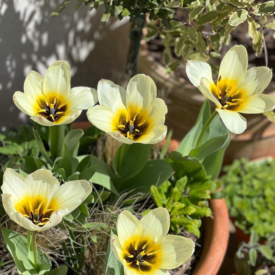 It seems like such a long time ago we were admiring the joyful colours of spring!!
Remember it’s not to late to get your spring bulb orders in…plant any time between now and December!!
#spring bulbs
#springcolours
#gardeninspiration
#tulips
#stipatenuissima
#gardendesign
#professionalgardener
