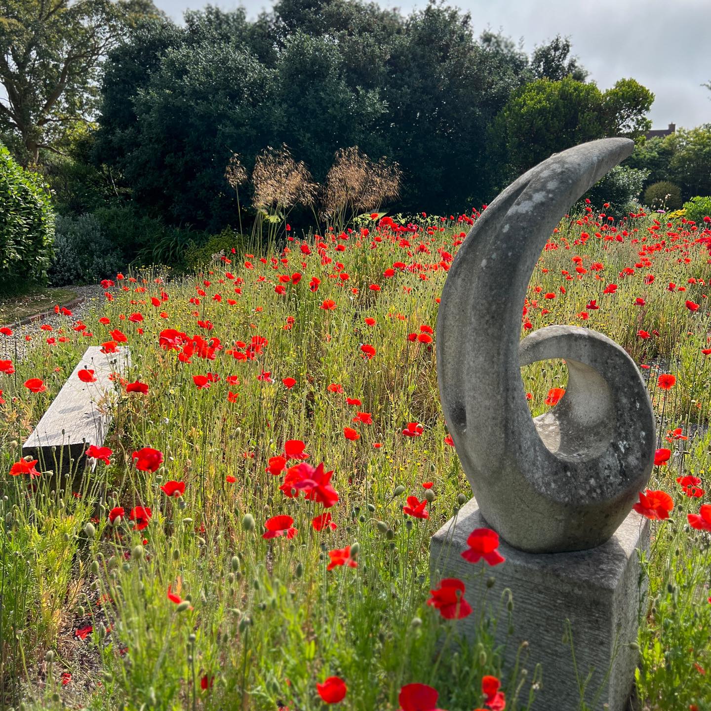 This gravel garden is designed to showcase ornamental grasses in the autumn and winter and in the spring and summer we hand it over to self seeding poppys.
#poppy
#poppyfield
#polinators
#gardendesign
#gardeninspiration
#gardenmaintenance