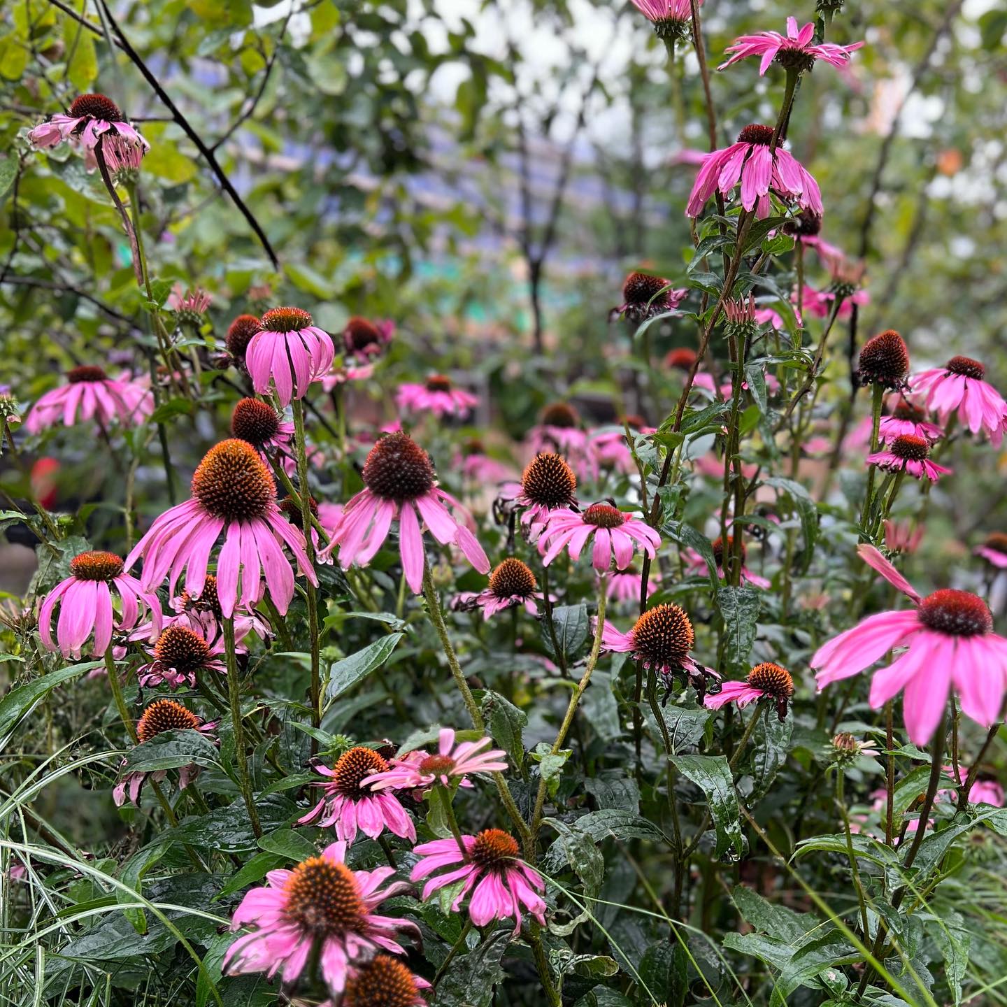We’ve been keeping the gardens @brabazonbristol in shape this year and the sprays of colour have been a joy to see.
#brabazonbristol
#newbuild
#gardenmaintenance
#gardendesign
#summercolors
#bristolgardens
#gardeninspiration
#groundsmaintenance