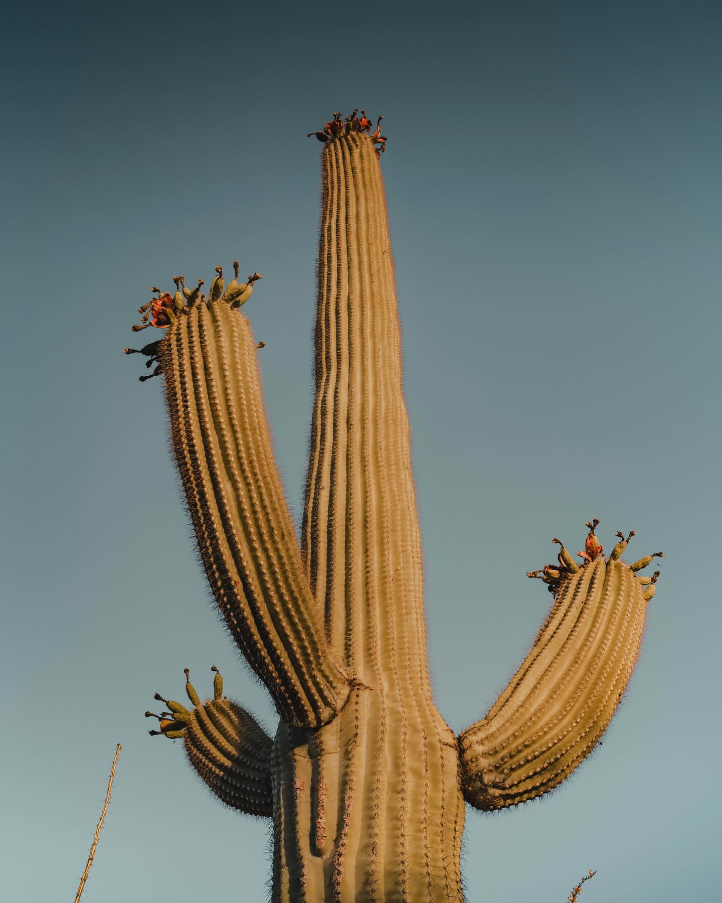 🌵 🌵 Although temperatures reached over 100 degrees, seeing these hundred year old #giantsaguaro throughout #saguaronationalpark made the heat bearable. #summer2023☀️
.
.
.
#aroundtheworldpix #travelandleisure #escapeandwander #welivetoexplore #passionpassport #visualcollective #planetdiscoveries #visitarizona #arizona #desertvibes #southwest #desert #canonr5 #shotonacanon