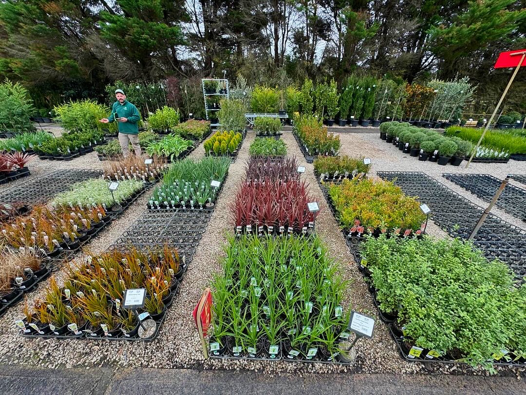 “🌿 Exciting Update! 🌿 Our wholesale trade site with Plantmark Langwarrin has just been updated with our stunning winter selection! ❄️✨
The site looks fantastic, showcasing the high-quality plants you’ve come to expect from us. 🪴 Whether you’re looking for winter bloomers or evergreen favorites, we’ve got you covered.
We specialize in ornamental grass types, hedging, small shrubs, and evergreen trees, ranging from 14cm pots all the way to 40cm pots. 🌱
And there’s more to come! Check it out now and stay tuned for more updates.”
#PlantNursery #WholesalePlants #PlantmarkLangwarrin #WinterPlants #GardenGoals #PlantQuality #landscapingmelbourne #landscapingmorningtonpeninsula #landscaping #hedging #ornamentalgrass