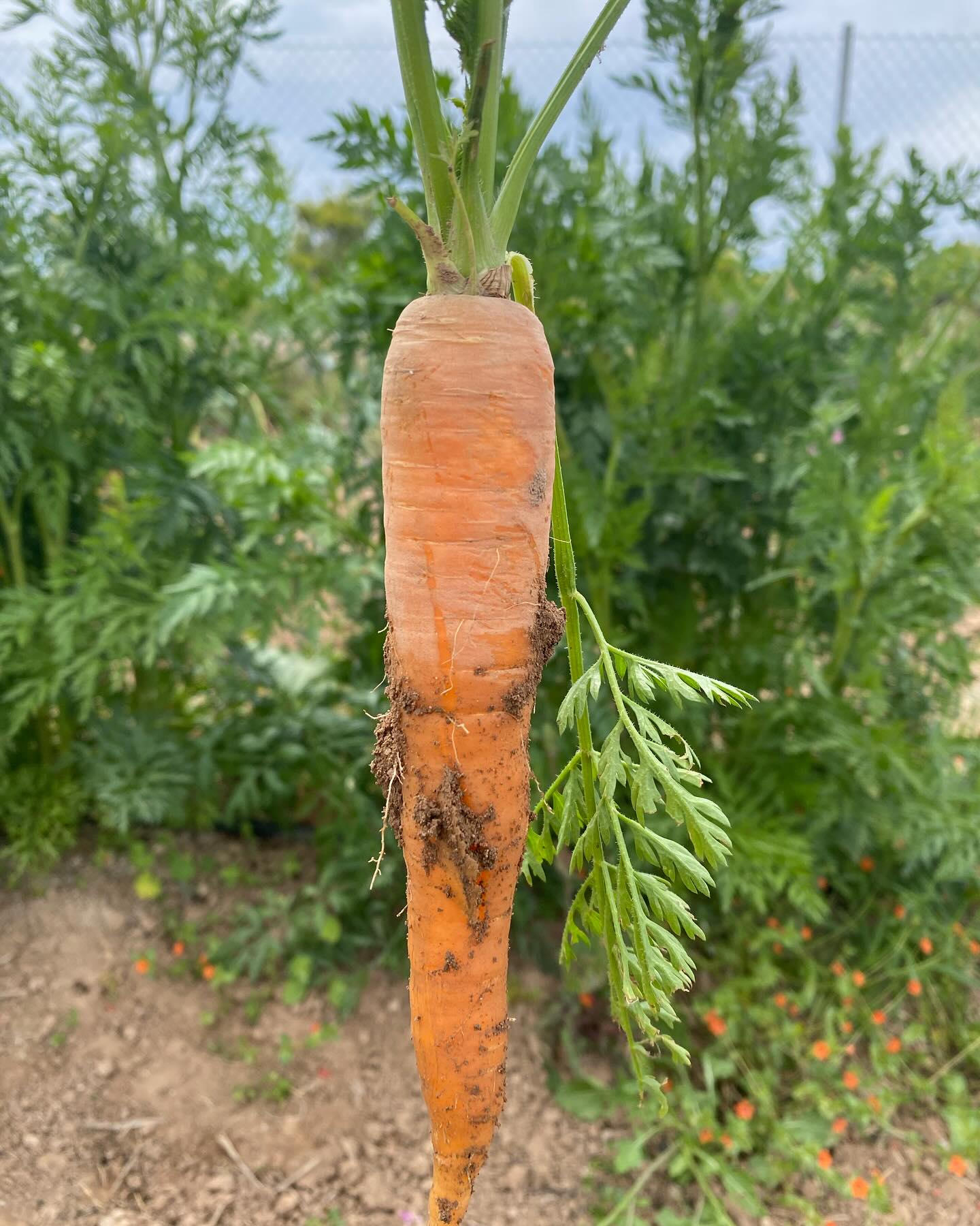 Hola bebee 😍 No se pueden imaginar el sabor que tiene esta zanahoria. De verdad, hemos descubierto un nuevo vegetal en nuestro paladar. La zanahoria es uno de los cultivos que más absorbe los químicos utilizados en agricultura convencional. No solo es perjudicial para nuestro organismo sino que también le quitan todo el sabor original de esta exquisitez.
Anímate y comienza hoy a cultivar agricultura agroecológica !!!
Ven y siembra tus propias zanahorias con sabor a zanahorias en @cheterreta !
Te esperamos! 🥕🥕