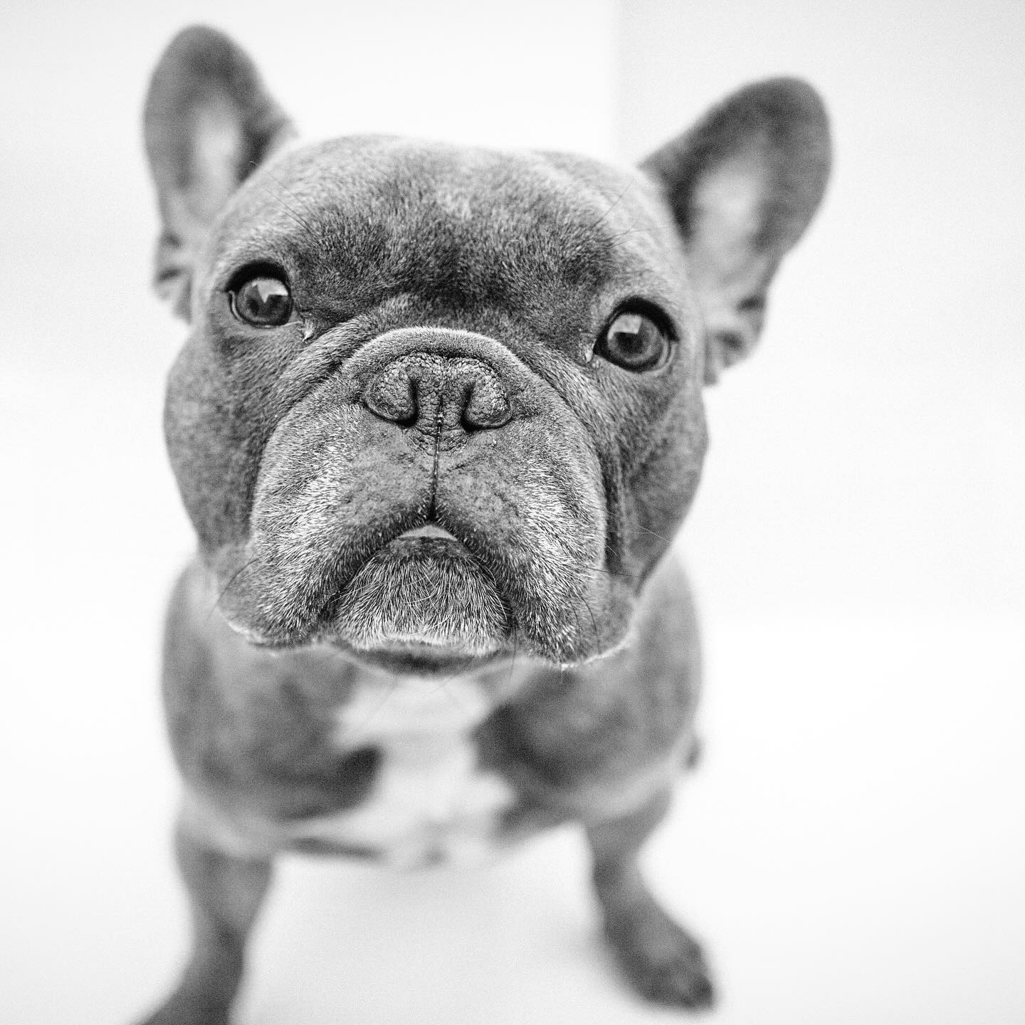 Today I had to say goodbye to my Brixy, my Bugs, my Brixton. You put up a brave fight against your battle with cancer for the past year and now you can finally rest. I remember the first time I met you, you followed my hand around and you chose me. I am so grateful you chose me and spent 10 years bringing me and everyone so much joy and unconditional love. I will miss our adventures, snuggling up watching tv, our walks, your love of rolling around in grass and all the frenchie sounds you made. Rest easy my love and say hello to bow for me. I love you and I will always have fries for you. #fuckcancer