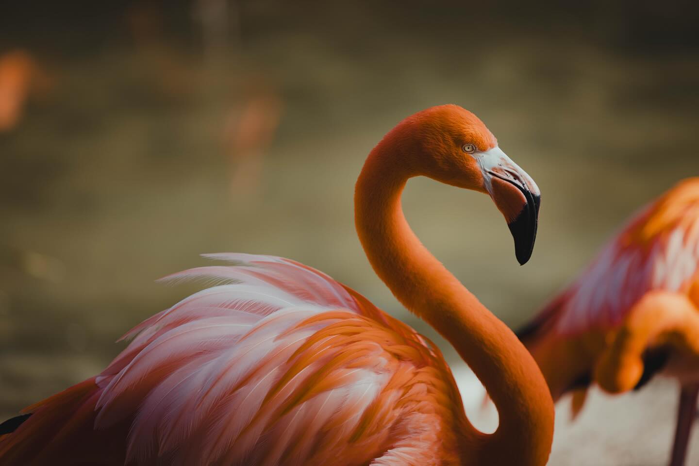 🕊️Birds of the San Diego zoo from my last visit
.
.
.
#sandiegozoo #flamingos #birds #canonr5 #polarpro