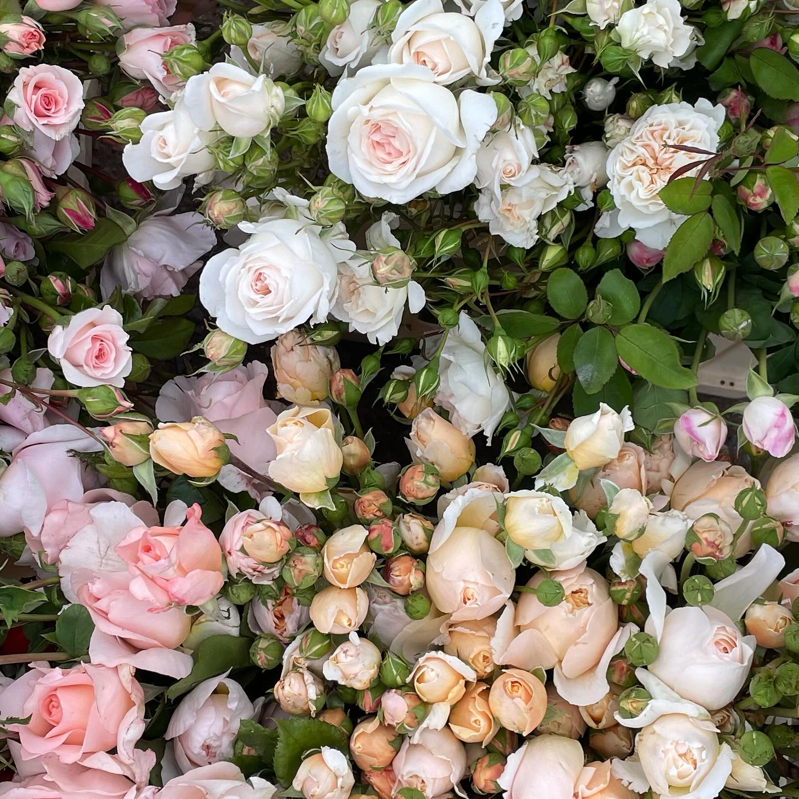 Last delivery for this week…. A lovely mix of Emily Bronte, Jude the Obscure, Winchester Cathedral, Sebastian kniepp, gentle Hermione and Chandos beauty.
#britishroses
#weddingroses