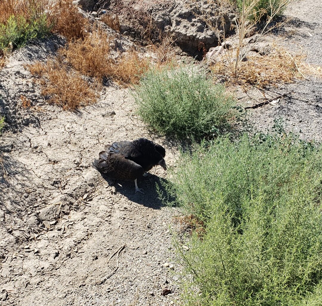 A lesson: wear glasses when you think there’s a weird chicken in need of help
Jennica is now at Davis getting treated by their raptor center!
#vulture #chicken #notacrow #notachicken #crow #raven #wildliferescue #falconry #raptor #spicychicken