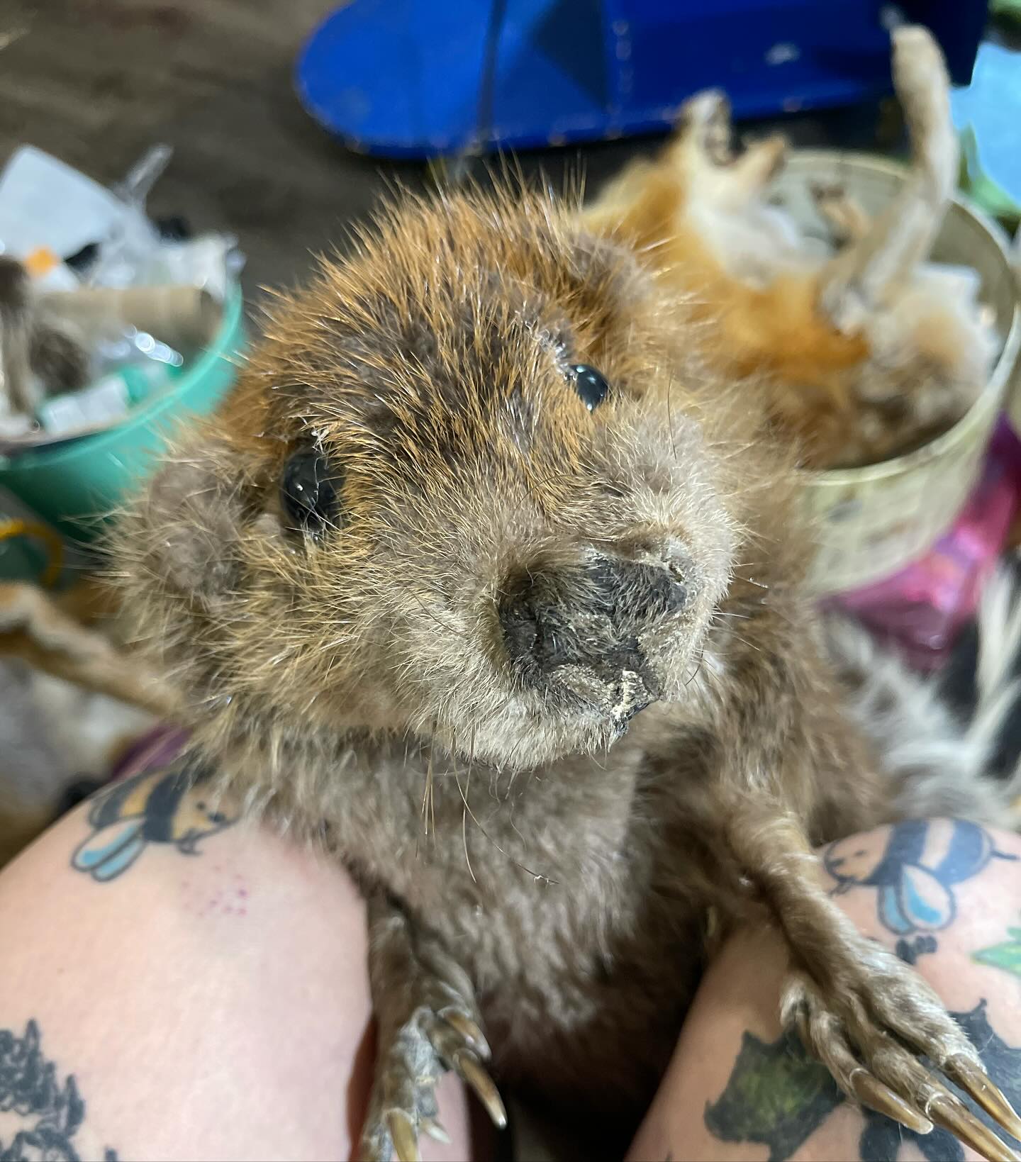 New beaver added to the mix! Super cute and suuuper soft!
Want her? Come to the Emporium today in sf and join me for some games and music and good times! TONIGHT 4-8! No cover!
#sf #freeevent #nocover #free #freesf #tonight #bayarea #bayareaevents #event #party #arcade #taxidermy #art #djs #industrial #edm #trance #house #goth #gothevents #cyberpunk #newexperience #dancing #aliceinwonderland #cosplay #costume #boots #freeshow #show