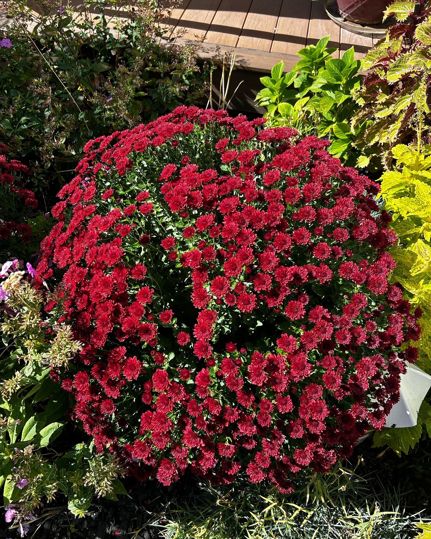 Beautiful day for the #solareclipse2023 and my mums are celebrating fall!!