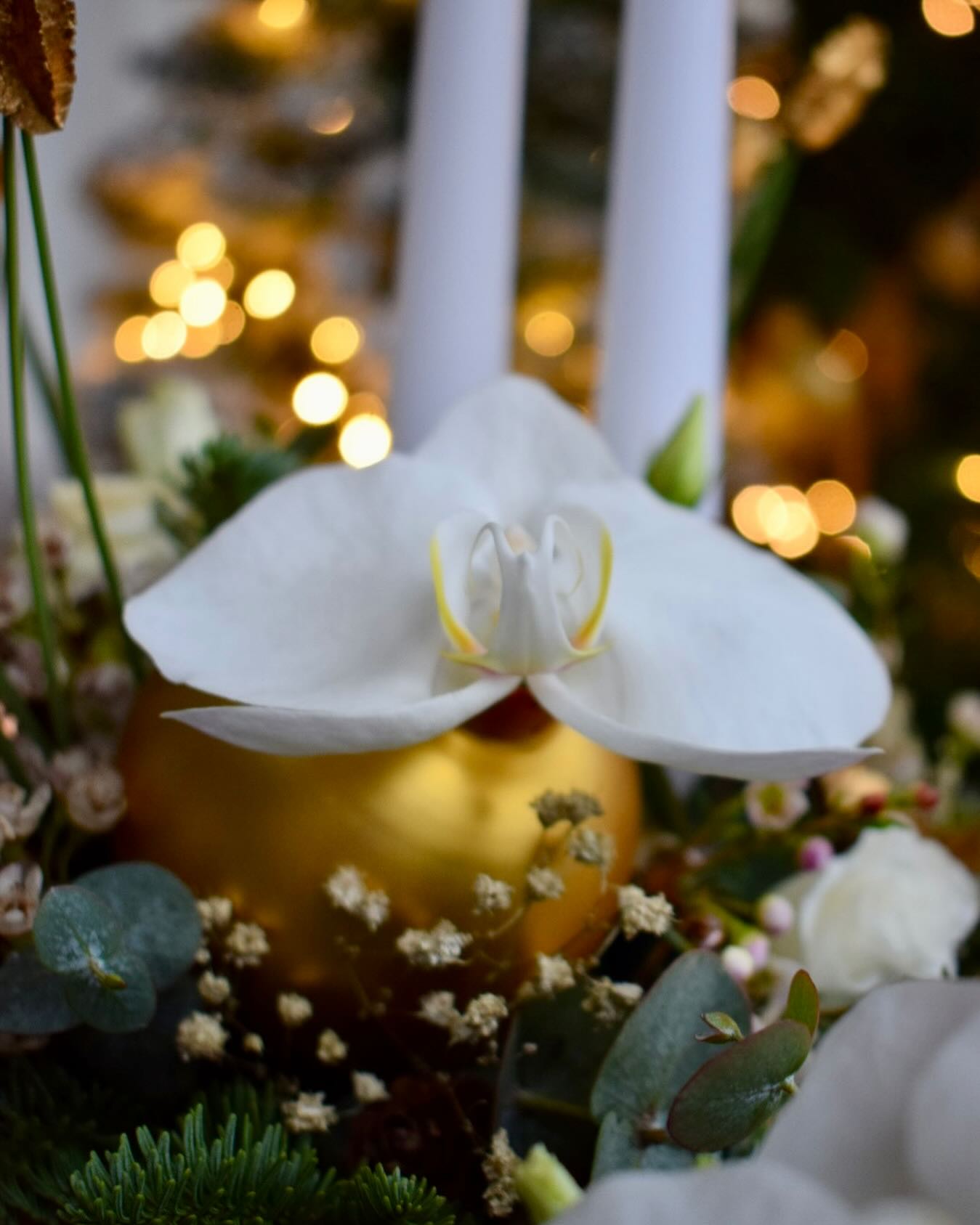 ⭐️ Je vous souhaite un très Joyeux Noël ⭐️ Encore un tout grand merci pour votre fidélité aux ateliers Fleurs Addict. On se retrouve très vite en 2024 🌟 #fleursaddict #walhain #artfloral #christmas #noel #voeux