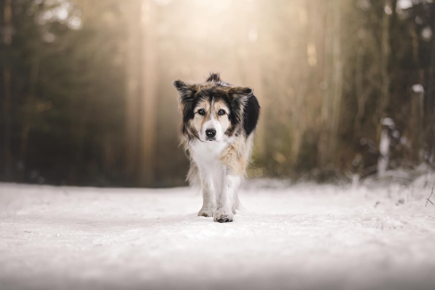 NEGRITA 🤍
Er lag hier en daar nog wat sneeuw in het bos een aantal weken geleden. Met een waterig zonnetje kan dat zulke mooie effecten geven. Negrita, een aussie van 16(!) jaar waar de baasjes de laatste mooie foto’s van wilde, mocht nog even genieten van dit winterse moment!✨——————————————
#dog #cute #austtalianshepherd #photography #photographer #camera #photo #sigma #canonnederland #canon @canonnederland #zoomnl #chipfotofeed #foto27nl #cameranu_nl @zoomnl #cameraland_nl @cameraland_nl @cameranu_nl #kameraexpress @kameraexpress #kecommunity #dogphotography @chipfotomagazine #dogphotographycontests