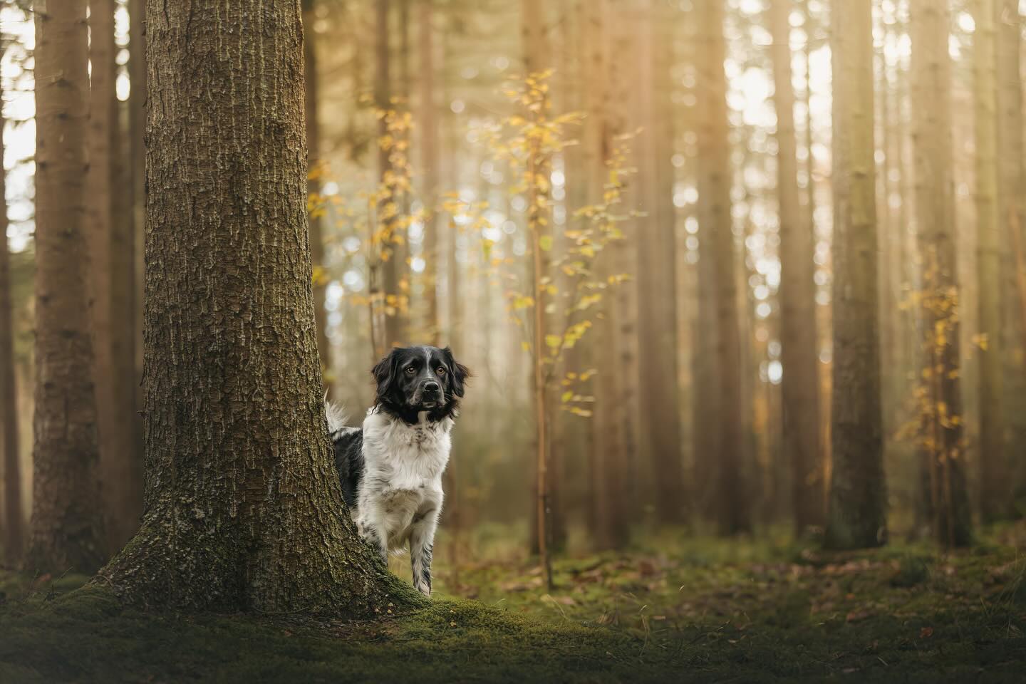 De regen laat toch wel echt meer van zich zien, de zomer is toch echt voorbij en de herfst gaat beginnen! 🍂 Een prachtig seizoen met de mooie, warme bruintinten dat bij elke hond een prachtig gezicht is! 🐶
Boek nu alvast je plekje 📥