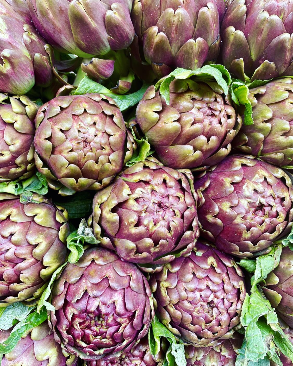 It’s that time of the year again! 🌿Springtime = time for spring cleaning!
Spring is the perfect time to cleanse our bodies and minds, to shed not only our heavy winter clothes but also excess pounds and accumulated toxins left over from the rich meals and sedentary habits of winter.
It’s a time to eat lighter foods, drink plenty of water, stretch and move around, and use your creativity to set into motion new projects and ideas that are ready to come to life 🌱
In #fiveelementtheory, one of the foundational theories of Chinese Medicine, springtime is the season of the Wood element, to which the Liver and Gallbladder belong.
This makes it an ideal time for cleansing these organs to improve our overall health in the new year ahead.
The color associated with the Wood element is green, and surprise, surprise, what’s in season in many parts of the world is exactly what our bodies need! Anything green and bitter is greatly appreciated by the liver and gallbladder. Think escarole, kale, chicory, asparagus, broccoli, endive, chard, spinach just to name a few 🍏🥬😌🥦🥝
Here in Italy we’re blessed with all sorts of green fruits and vegetables which aid in the detoxification process, like these gorgeous artichokes I saw while house hunting in Rome.
Other natural detoxifiers to incorporate are beets and lemon juice, spirulina and chlorella as well as herbal teas containing milk thistle, burdock root and dandelion 🍵
The more we live in harmony with each season, the more ease we’ll feel in our lives. This includes increased resistance to illness, improved physical health and a happier, lighter mental and emotional state 🙂
Just as nature starts its process of rebirth and renewal, to stay healthy and energized we too must follow suit!
If you need help detoxing this spring, I’m here to help!
Buona primavera a tutti!
xoxo
Teressa @joyfulheartacupuncture
.
.
.
.
.
.
.
.
.
#cinqueelementi #medicinacineseroma #agopuntura #puliziediprimavera #springcleaning #springdetox #detoxacupuncture #chinesemedicineforhealth #outwiththeold #dietaterapia #dietarytherapy #foodisyourmedecine