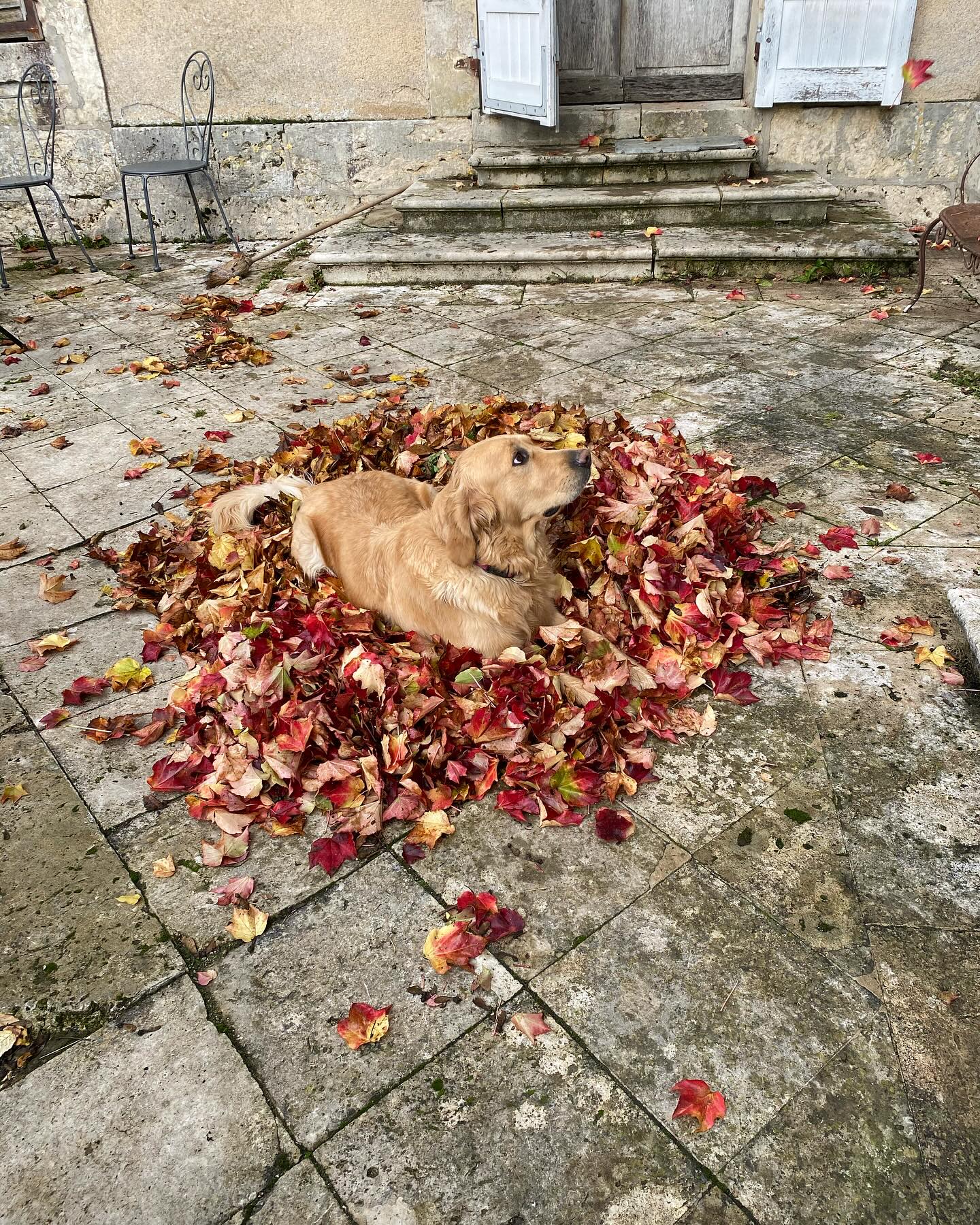 No comment!
#goldenretriever
#lepetitchateaudelabrosse
#ladypinckyblue