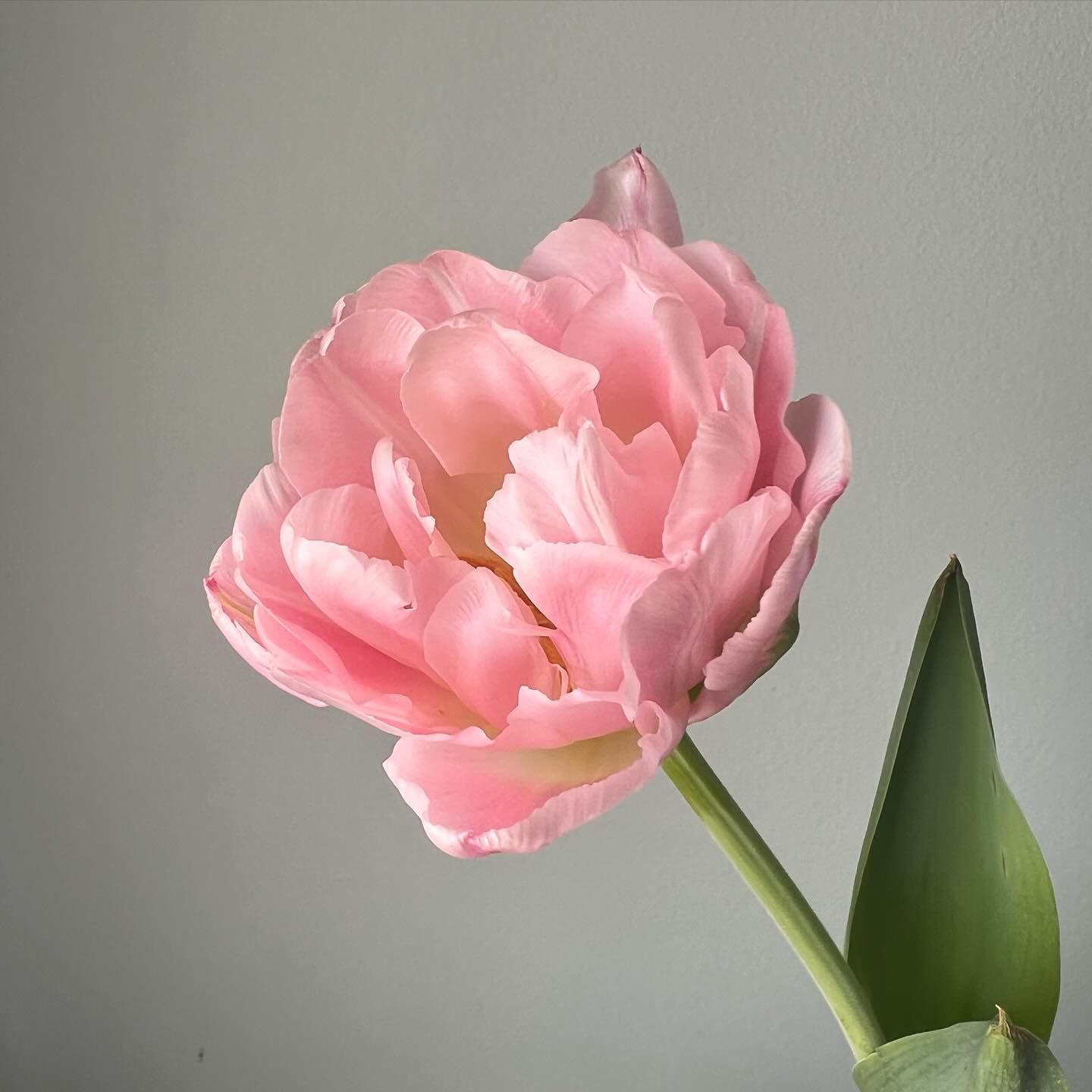Aren’t these Dreamer tulips dreamy? It’s been a tough year for tulips, but these girls are pulling through for me!
#makeutahbloom #utahflowerfarm #utahweddingflowers #peonytulips