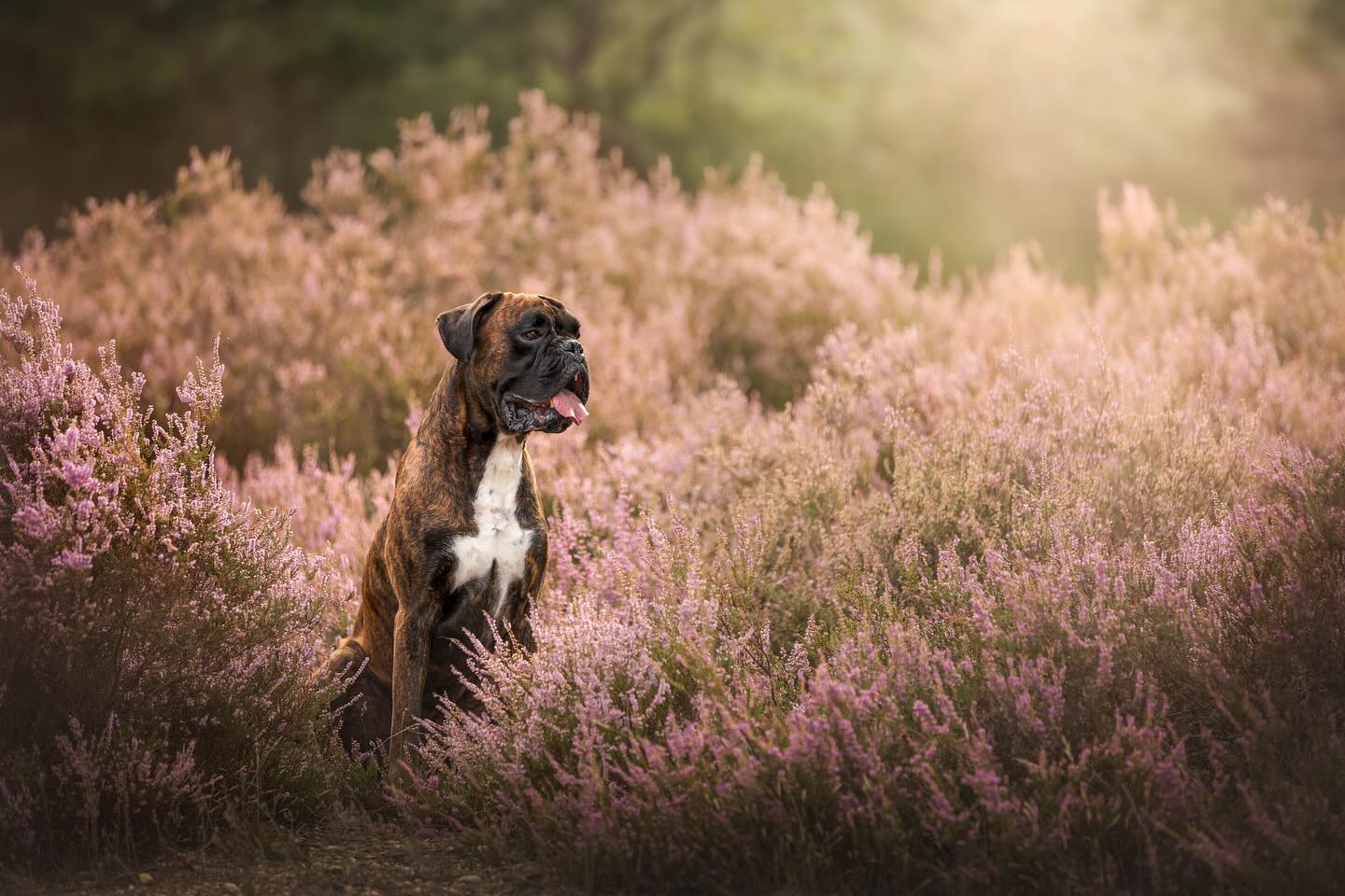 KODA🪻
Ik denk dat de heide bij deze shoot op z’n allermooist was. Niet paars maar roze kleurend door de warme zomer gloed ✨
——————————————
#dog #cute #boxerdog #photography #photographer #camera #photo #sigma #canonnederland #canon @canonnederland #zoomnl #chipfotofeed #foto27nl #cameranu_nl @zoomnl #cameraland_nl @cameraland_nl @cameranu_nl #kameraexpress @kameraexpress #kecommunity #dogphotography @chipfotomagazine #dogphotographycontests