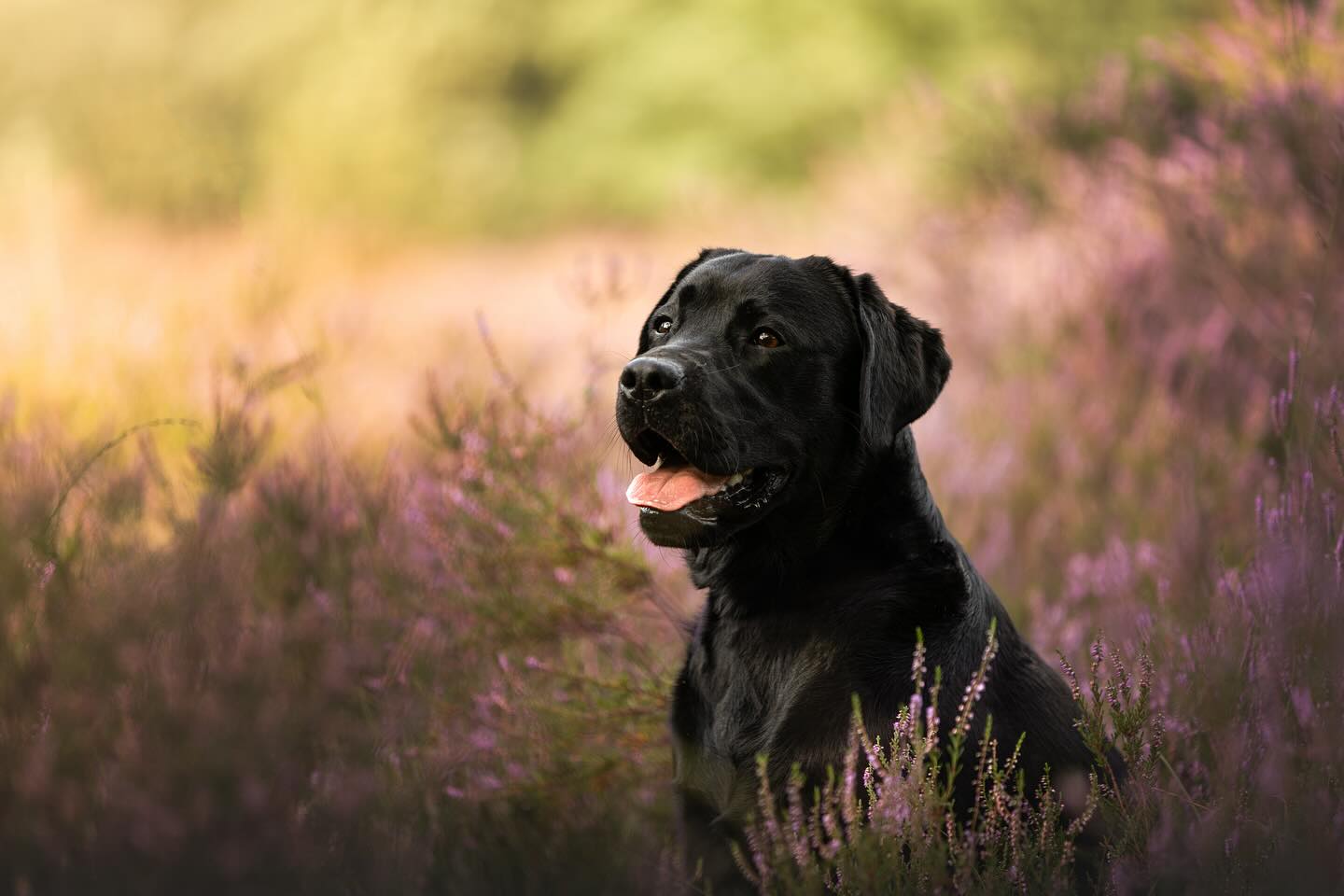 🪻HEIDESHOOTS🪻
*tijdelijk beschikbaar*
Het is weer heide tijd en dat betekent dat het weer mogelijk is om shoots te plannen in de paarse heiden!
Wat kun je verwachten?
Mogelijkheid om samen op de foto te gaan
Locatie: Heumensoord
Duur: 30 min. Tot een uur
3 foto’s inbegrepen, nabestellen is mogelijk (15,- per foto)
Prijs: €179,- (normaal €349,-)
Wees er snel bij want er zijn maar een aantal plekken beschikbaar🌥️