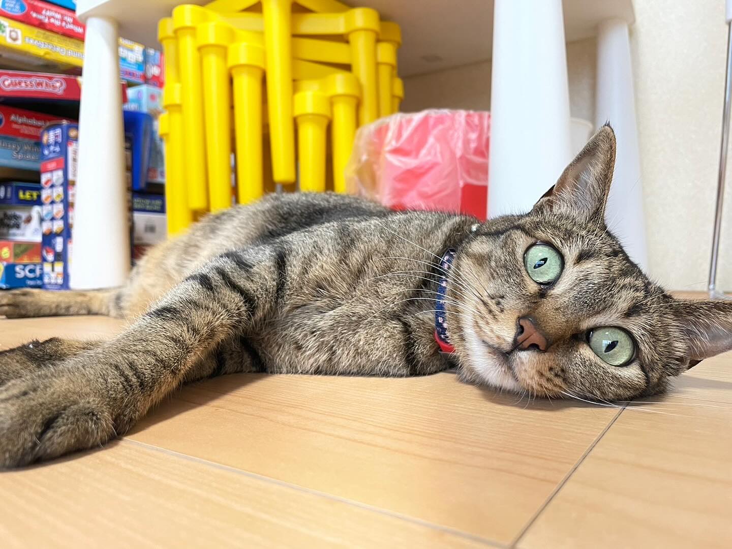 Being a cat is such hard work!
#cat #catlife #cutekitty #猫 #インスタの猫 #かわいい猫 #catsofinstagram