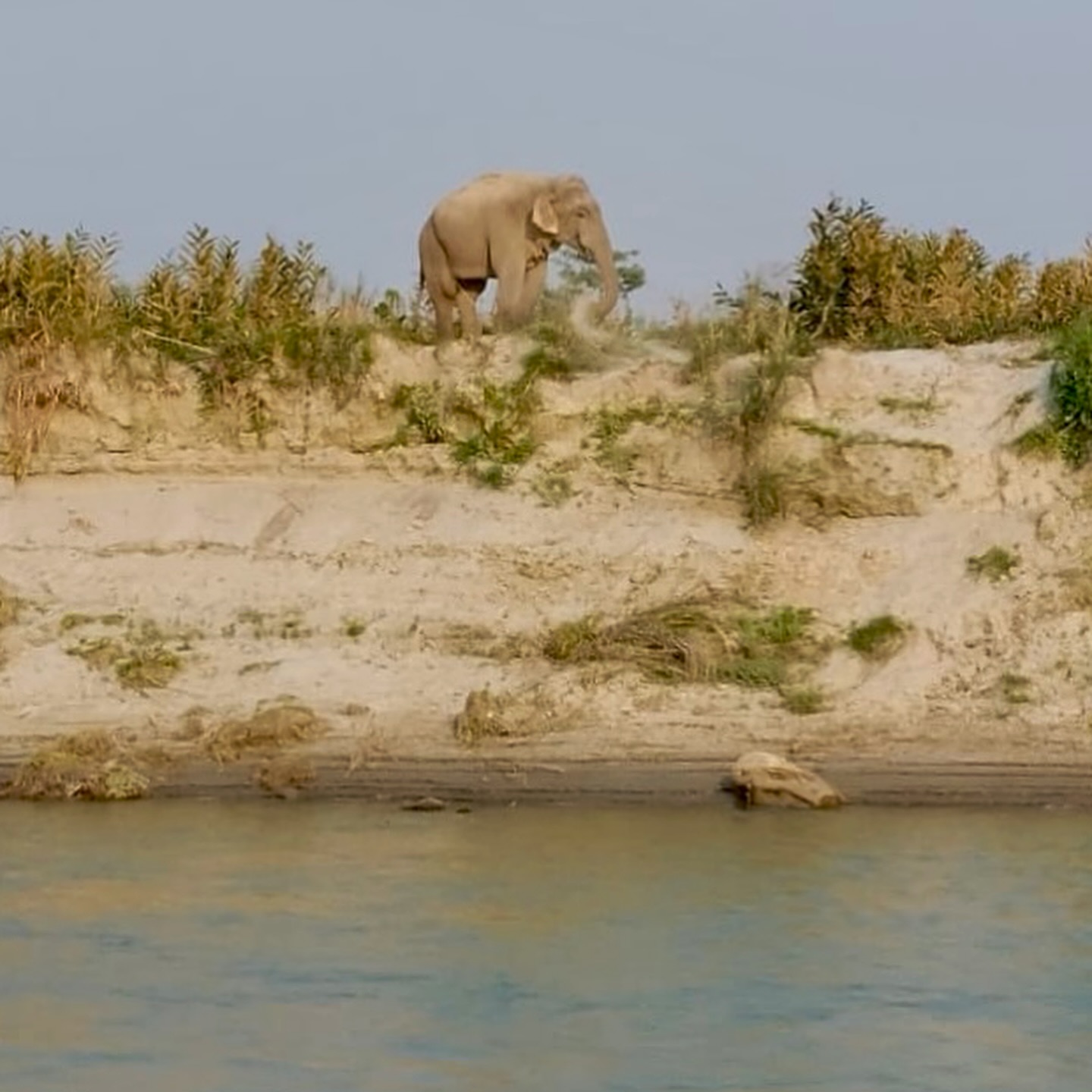 Forests of all creatures big and small are to be celebrated and cared for so we #lovewithabncruises ⚓️
.
.
.
#assambengalnavigation #brahmaputrarivercruise #assamwildlife #wildlifeofindia