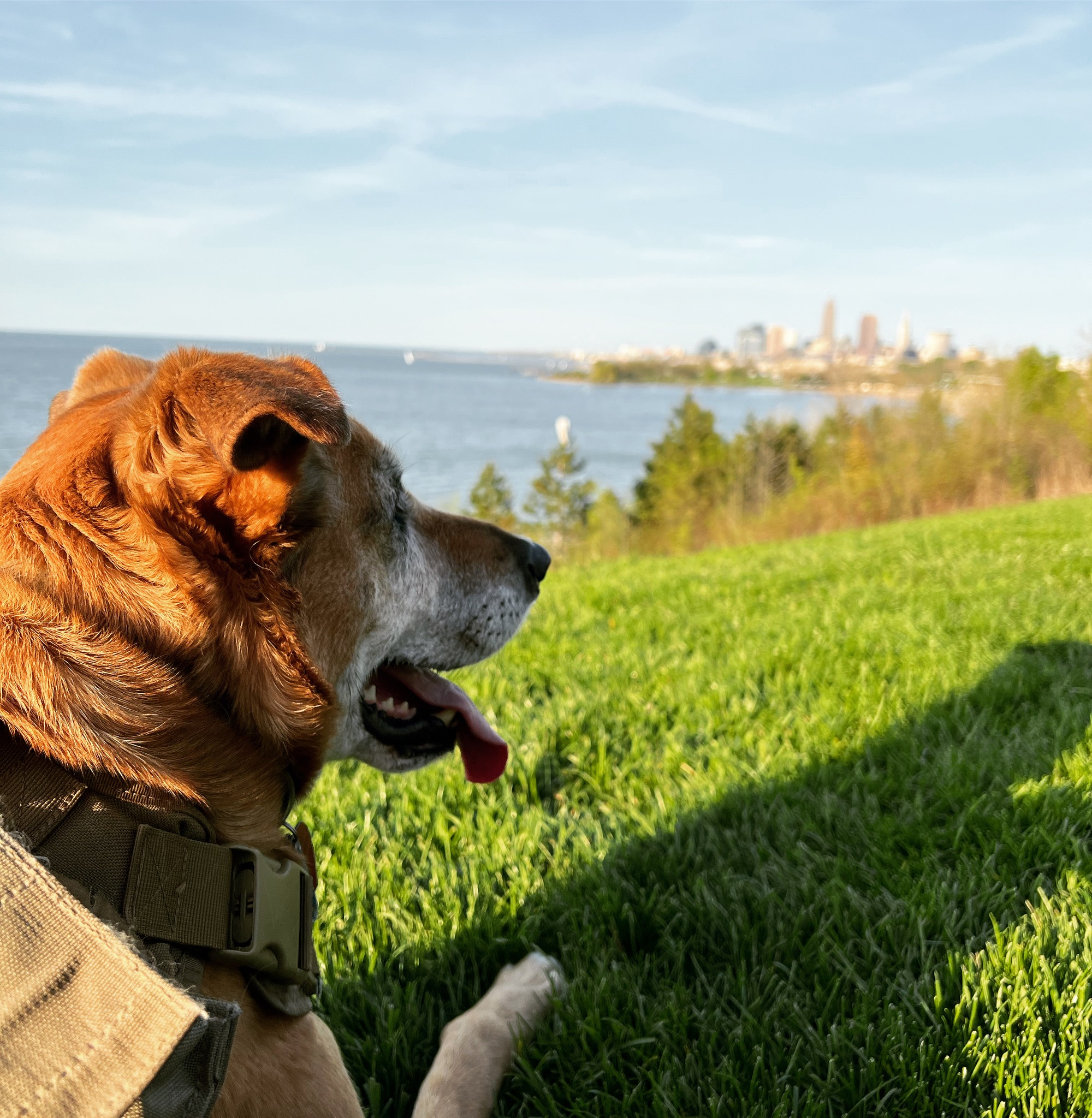 One of my favorite things about the Cleveland Air Show over Labor Day Weekend is setting up early at Edgewater Park and making a day of it. It’s the best view in the city, and it was within walking distance to my first house. How are you spending Labor Day Weekend?
#branddesign #brandidentity #webdesign #webdesigner #creativebiz #creative #smallbusiness #smallbusinessowner #ohio #design #graphicdesign #artdirection #Cleveland #ClevelandAirShow #LaborDayWeekend #NEOhio #Ohio