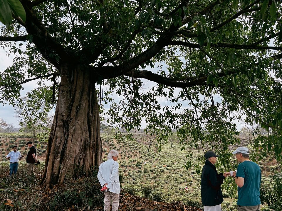 You can always find solace among the trees 🌿
#lovewithabncruises
#assambengalnavigation
.
.
.
#shinrinyoku🌱🌲🌳🍃🌿 #forestbathingtherapy #brahmaputrarivercruise #gangesrivercruise #rareindia #purelifeexperiences #consciousluxurytravel #northeastindiatravel #teatasting #lahekechaicafe