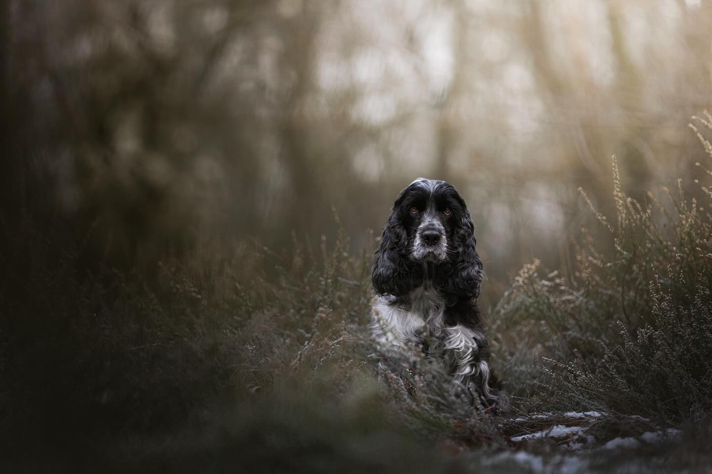 Cocker spaniëls, wat zijn ze toch onwijs leuk. Gek op aandacht, speels, vol energie, enthousiast en mega ondeugend😆. Als ik de foto’s van Josje voorbij zie komen in mijn galerij moet ik altijd een beetje lachen van binnen. Ze maken je zo vrolijk. Alleen al als je naar ze kijkt zonder dat ze echt iets doen🥹.
——————————————
#dog #cute #cockerspaniel #photography #photographer #camera #photo #sigma #canonnederland #canon @canonnederland #zoomnl #chipfotofeed #foto27nl #cameranu_nl @zoomnl #cameraland_nl @cameraland_nl @cameranu_nl #kameraexpress @kameraexpress #kecommunity #dogphotography @chipfotomagazine #dogphotographycontests