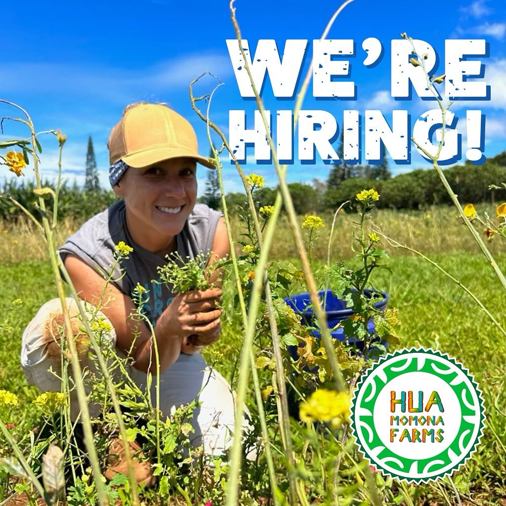 Attention all Farmers, Hua Momona Farms is looking to expand their field staff. Looking for passionate, dedicated, hardworking farmers that want to get in the dirt and give back to the community. There’s no better feeling than giving back to the Aina while getting some sunshine. Harvest with Aloha!
*Must have reliable transportation
*Must be an early bird! Start time 6:30am
Please DM us if your interested!
Mahalo HMF Team
#huamomonafarms #huamomonafoundation #huamomonaevents #maui #hawaii #mauifarms #farmtotable #kapalua #mauinokaoi🌺 #mauinews #hawaiifarmers