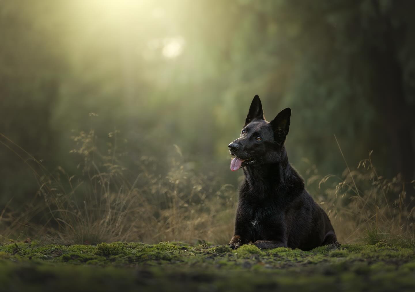 Herfstdagen met zon, dat is pas genieten!🌥️ Ook bij Ziva zorgde het zonnetje door de bomen voor mooie beelden.
——————————————
#dog #cute #shepherd #photography #photographer #camera #photo #sigma #canonnederland #canon @canonnederland #zoomnl #chipfotofeed #cameranu_nl @zoomnl #cameraland_nl @cameraland_nl @cameranu_nl #kameraexpress @kameraexpress #kecommunity #dogphotography @chipfotomagazine #dogphotographycontests