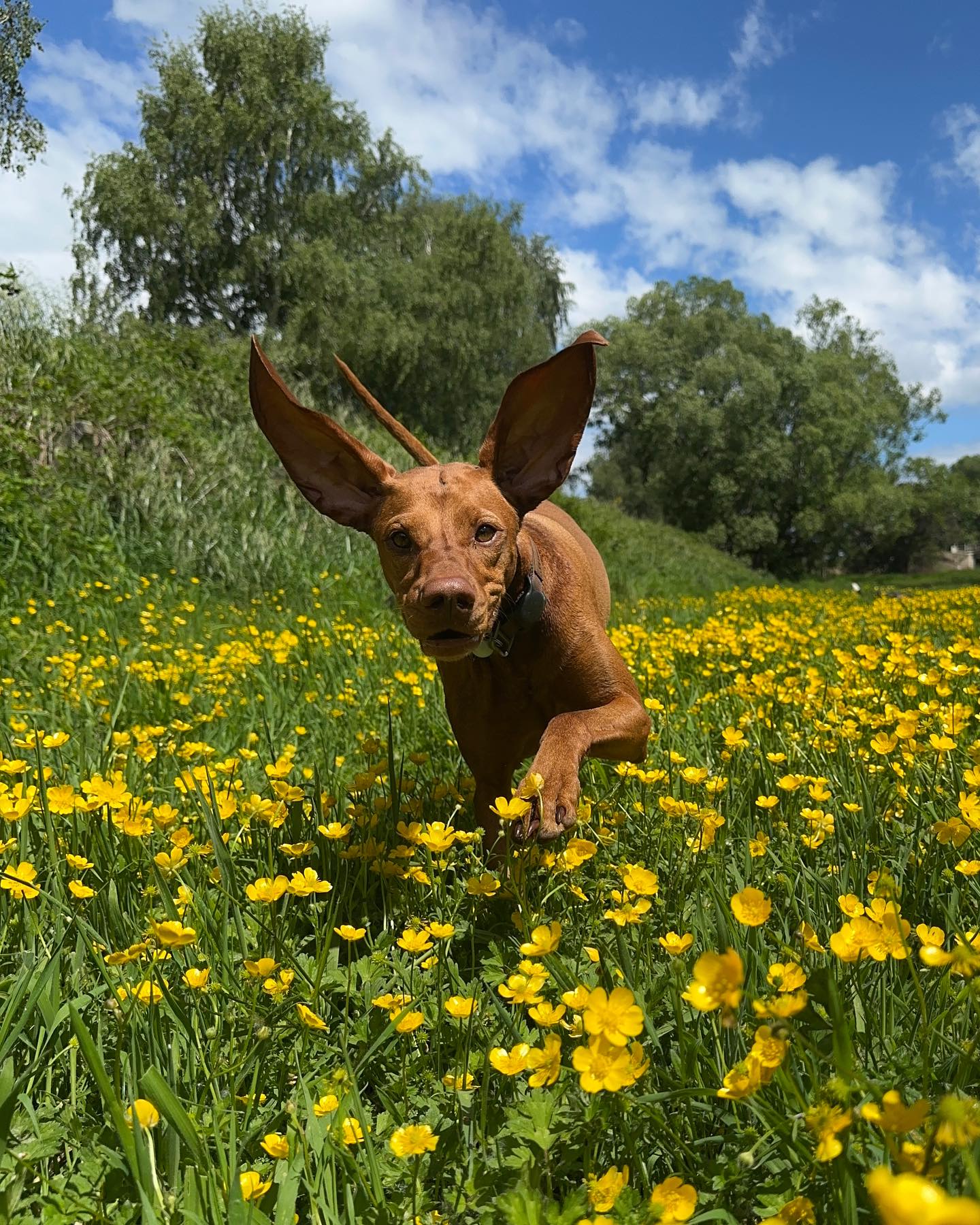 Una the flying dog 🪽🐾🪽