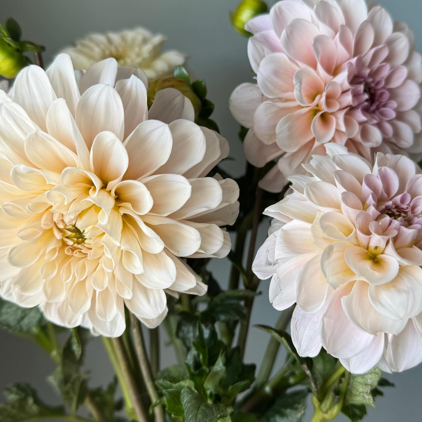 Trying to capture all of the beauty before it’s all gone.
Come capture some for yourself at the @provofarmersmarket on Saturday, October 5th. New hours, 10 am - 2 pm.
#provofarmersmarket #utahflowerfarm #makeutahbloom #downtownprovo
