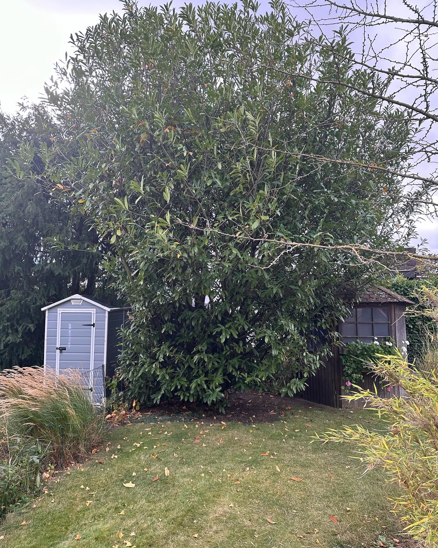 Einmal alles neu.
Beginn eines neuen Projektes.
Mit vollem Maschineneinsatz auf engstem Raum bewältigen wir derzeit die Rode- und Abrissarbeiten…
Ihr dürft gespannt sein…
#galabau #gartenumgestaltung #bagger #takeuchi #radlader #gianthd2300 #emperoroutdoorceramic #kebony #pflanzengabione #rollrasen #muschelkalk #naturstein #pflanzung #wasserimgarten #lichtimgarten