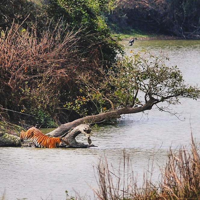 Nothing quite like witnessing this majestic apex creature on the hunt that we #lovewithabncruises #diphluriverlodge ⚓️
.
.
:
#assambengalnavigation #diphlulodge #kaziranganationalpark🐅🐵🐯🌳🌳 #kaziranga #safarilodgesofindia #safarilodgehotel #smallshipbigheart #smallshipbigadventure #brahmaputrarivercruise #safaricruise #adventurecruise #expeditioncruise