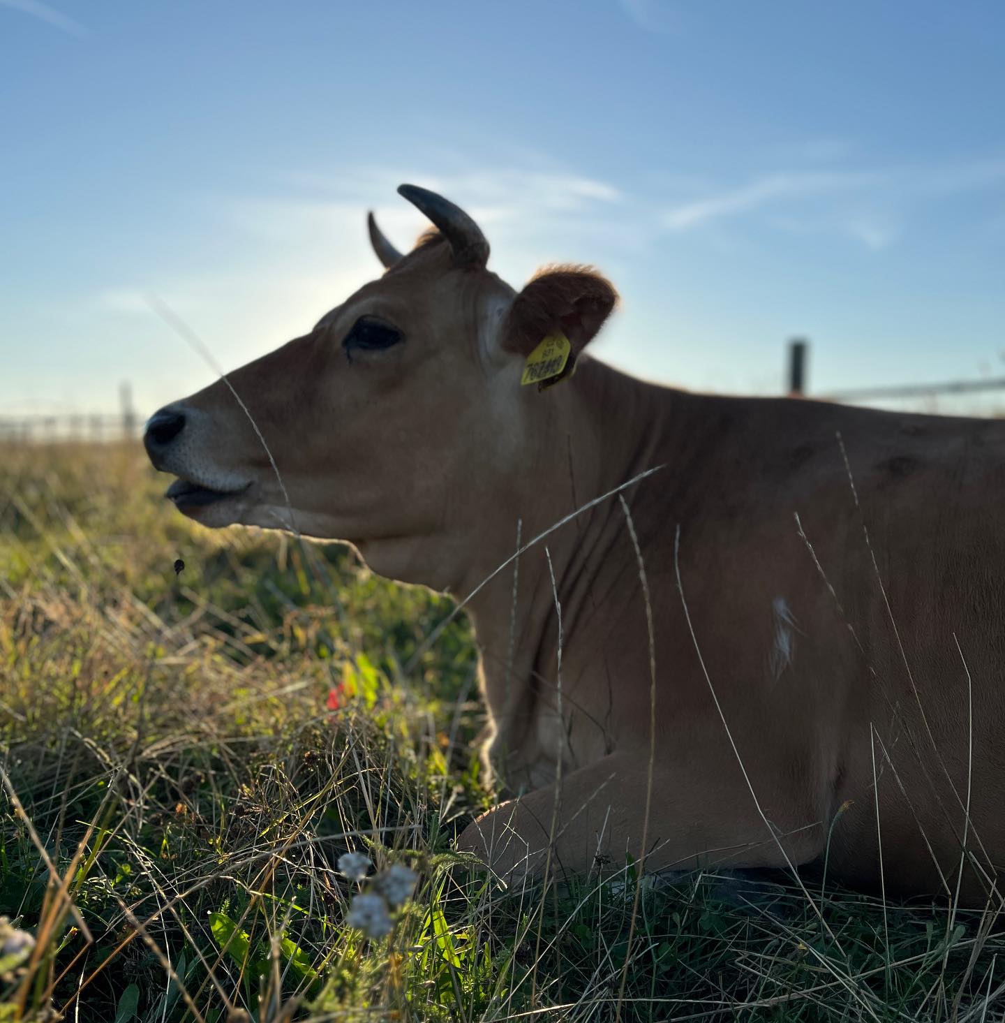 Berta ❤️ #ondastatek #nabelidle43 #cow #welovecows #jerseycow
