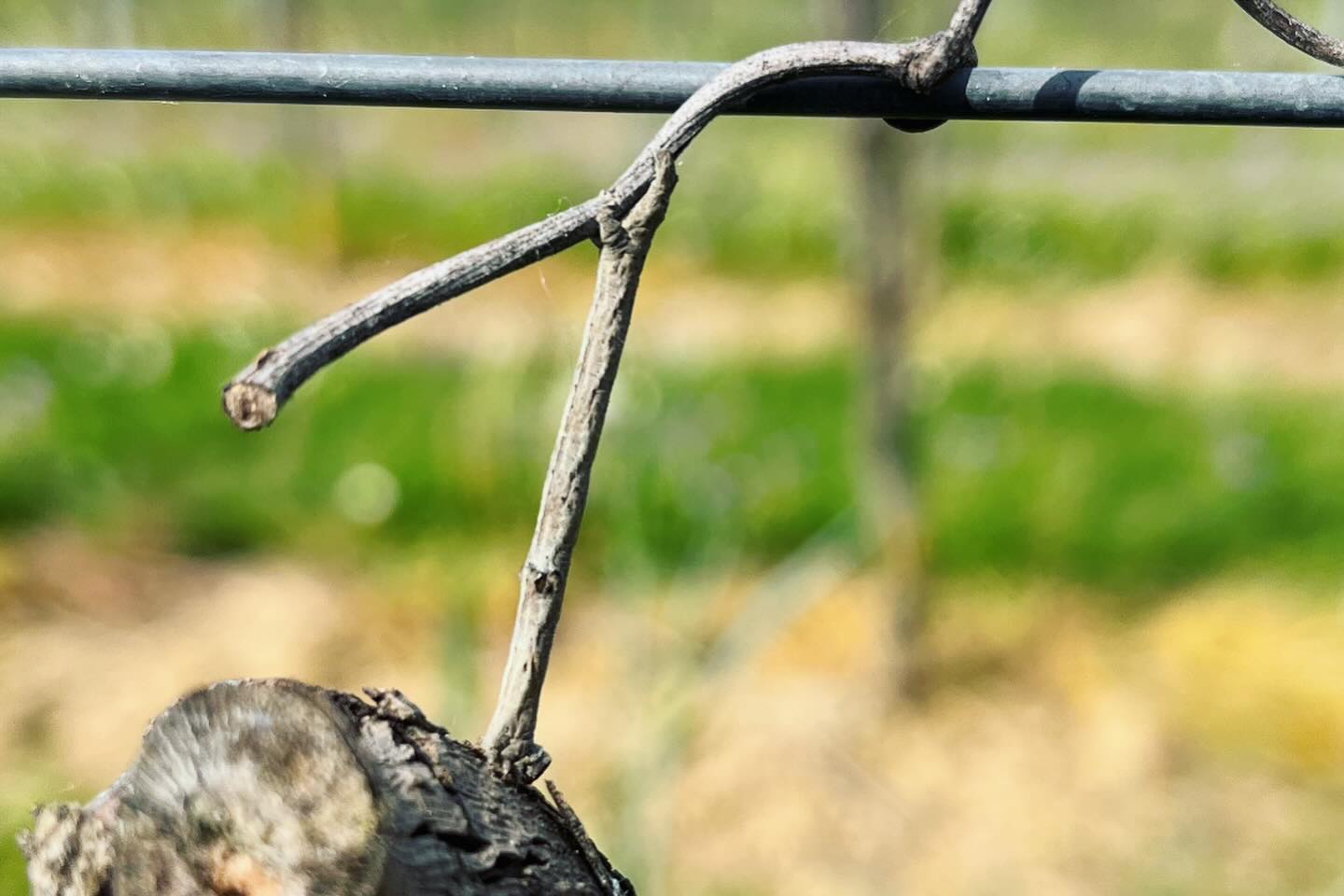 Gibt’s doch gar nicht! 😳 Heute im Weinberg den wohl besten Tarnungskünstler gesehen, den es gibt! Der Rhombenspanner! Er frisst in der Nacht die Knospen der Rebe leer und tarnt sich am Tag. 🦋🦋🦋