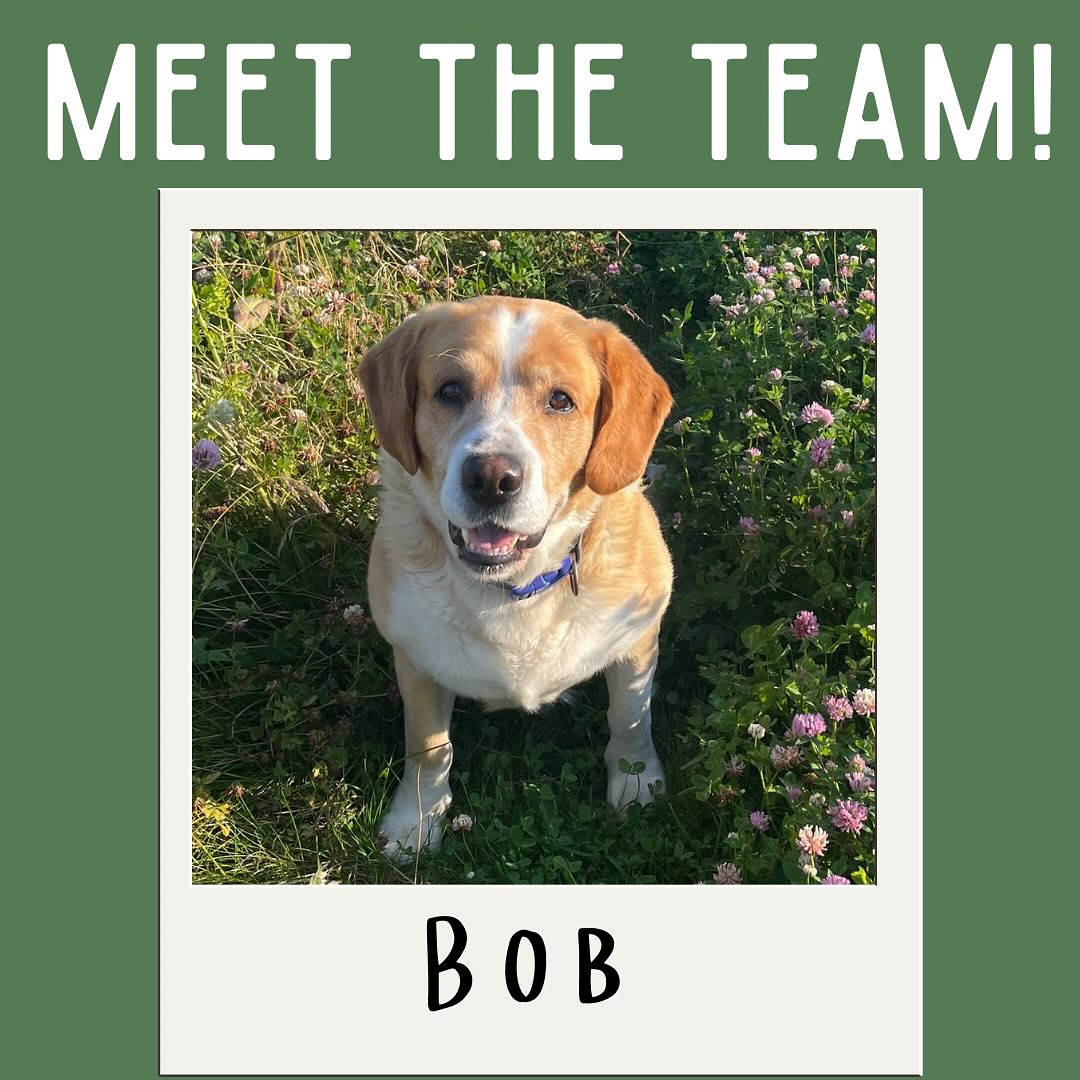 Next up the MVP of the farm! Can you guess his breed?!
Bob is an important member of the team, he’s in charge of morale, howling loudly for no reason and chasing mice, and he’s very good at his job!
We love our Blob, even when he steals our slippers or gets sick from eating raw potatoes (he’s very obsessed with potatoes it’s weird), he doesn’t make his way up to the campsite or tipi often (and if he does it’s not on purpose!) but if you see us taking him for a stroll come and say hi, he may be big but he’s friendly!