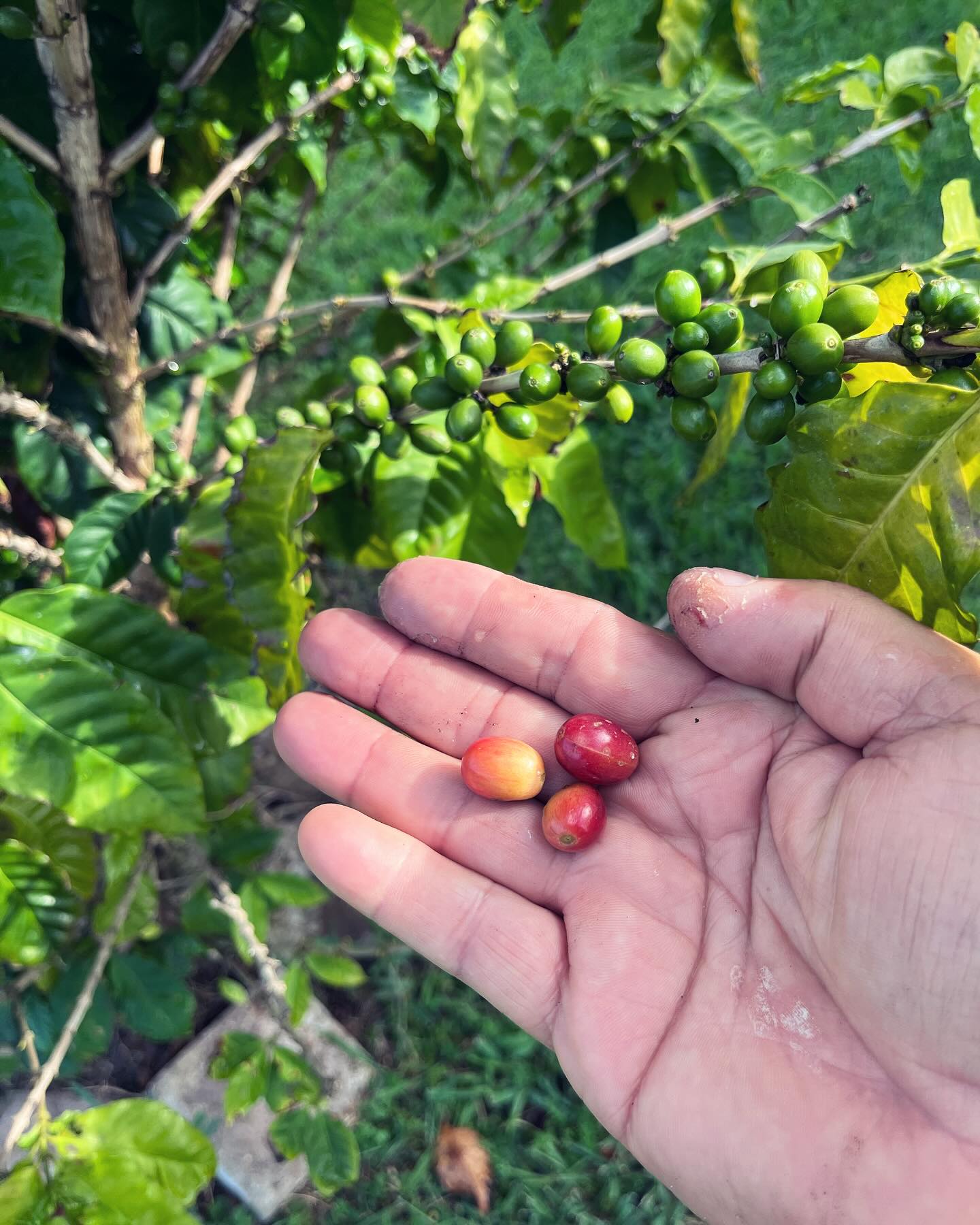 Coffee beans coming… waiting patiently.
#coffee #coffeebar #lacoffee #lacoffeeshops #nashville #nashvillecoffee #realestatelife #mortgagebroking #chef #cooking #bakingaddiction #durango #lakeworth #lakeworthbeachflorida #delraybeachlocals #harleydavidsonmotorcycles #jeep #lindentennessee #boynton