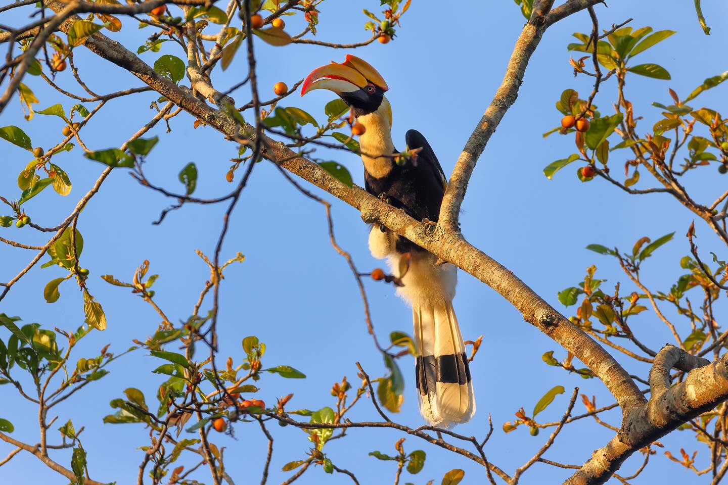 Let’s delve into the often-overlooked wonders of our ecosystem—the intricate tapestry of flora and fauna that grace the landscapes of Assam. This region boasts an astonishing diversity spread across its seven national parks and eighteen wildlife reserves.
However, it’s disheartening to observe a disproportionate emphasis on one jewel in the crown—Kaziranga National Park. While it has indeed attracted a record number of tourists, this singular focus risks overshadowing the myriad other natural wonders waiting to be discovered.
We advocate for a shift in perspective, one that celebrates the richness of Assam’s biodiversity beyond the iconic trio of tiger, rhino, and elephant. From the tiniest insects to the towering trees, every living being plays a vital role in sustaining our precious ecosystem. Let’s shine a spotlight on the lesser-known marvels, including the mighty Asiatic wild buffaloes, symbols of both strength and gentleness, also known as the ancestor of the domesticated water buffalo but never to be mistaken for one.
By broadening the conversation to encompass all facets of natural beauty, we can cultivate a deeper appreciation for the interconnectedness of life. Embracing principles of regenerative tourism, we can ensure that the benefits of conservation extend not only to flagship species but also to the entire spectrum of flora, fauna, and the communities that depend on them. Needless to say, our dear Kaziranga truly needs to protect itself from the pitfalls of mass tourism.
PS - These incredible photos have been captured by our recent cruise guest @fabian_gysel who has kindly shared these pictures for us to use 🙏
.
.
.
#kaziranga #assamwildlife #regenerativetribe #responsibletourism #rtsoi #diphluriverlodge #assambengalnavigation #wildlifeofindia #safarilodgesofindia #northeastindiatravel #wildlifetourism #nationalparksofindia