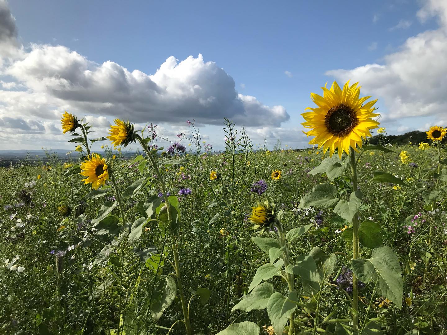 When real life starts to look like some of the visualisations we do!
Imagine:-
A field full of sunflowers.
White fluffy clouds floating across a blue sky.
The sky darkening to indigo.
#guidedvisualisation #beautifulnature