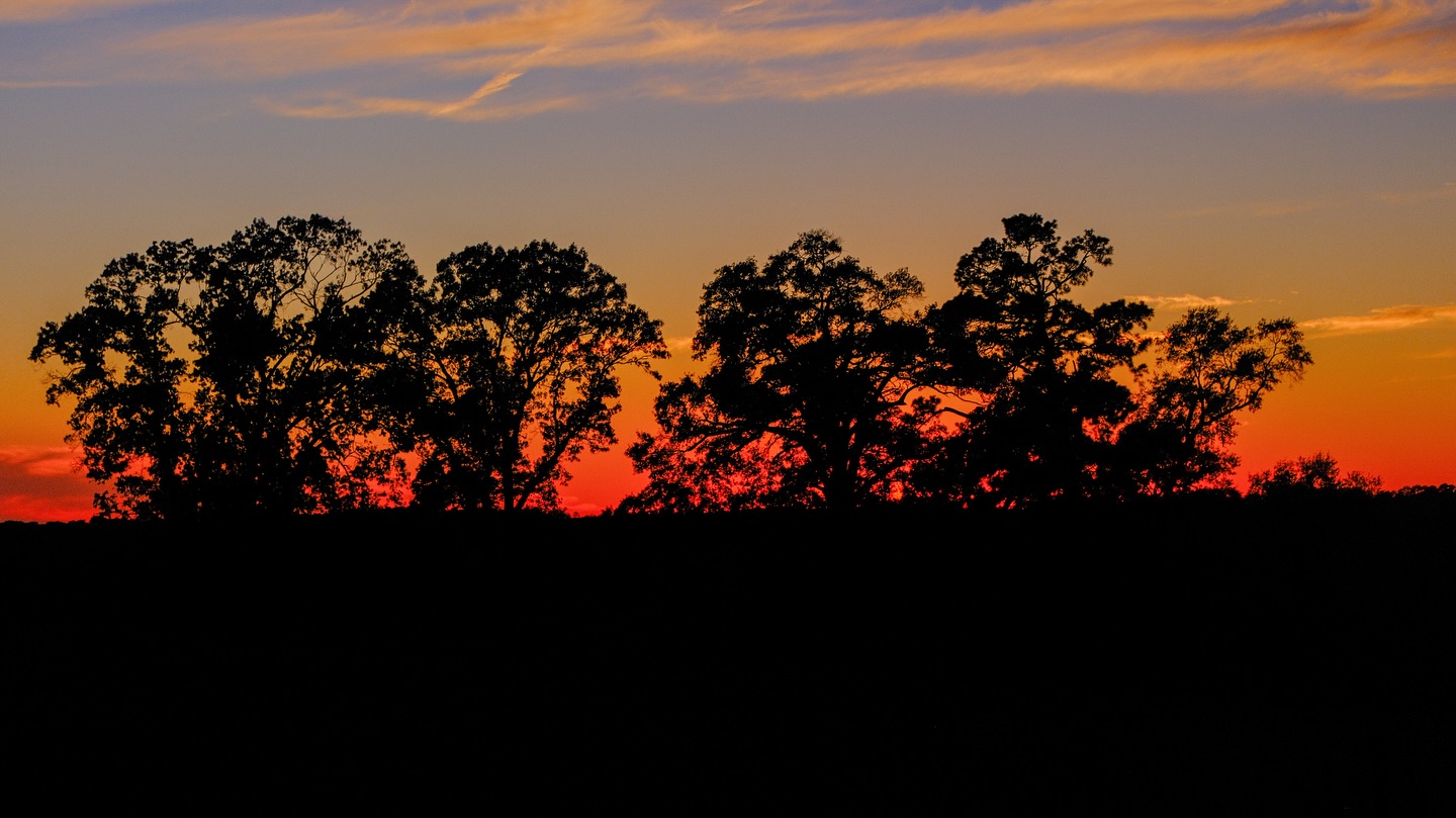Texas Sun ☀️ #texas #cattle #ranch
