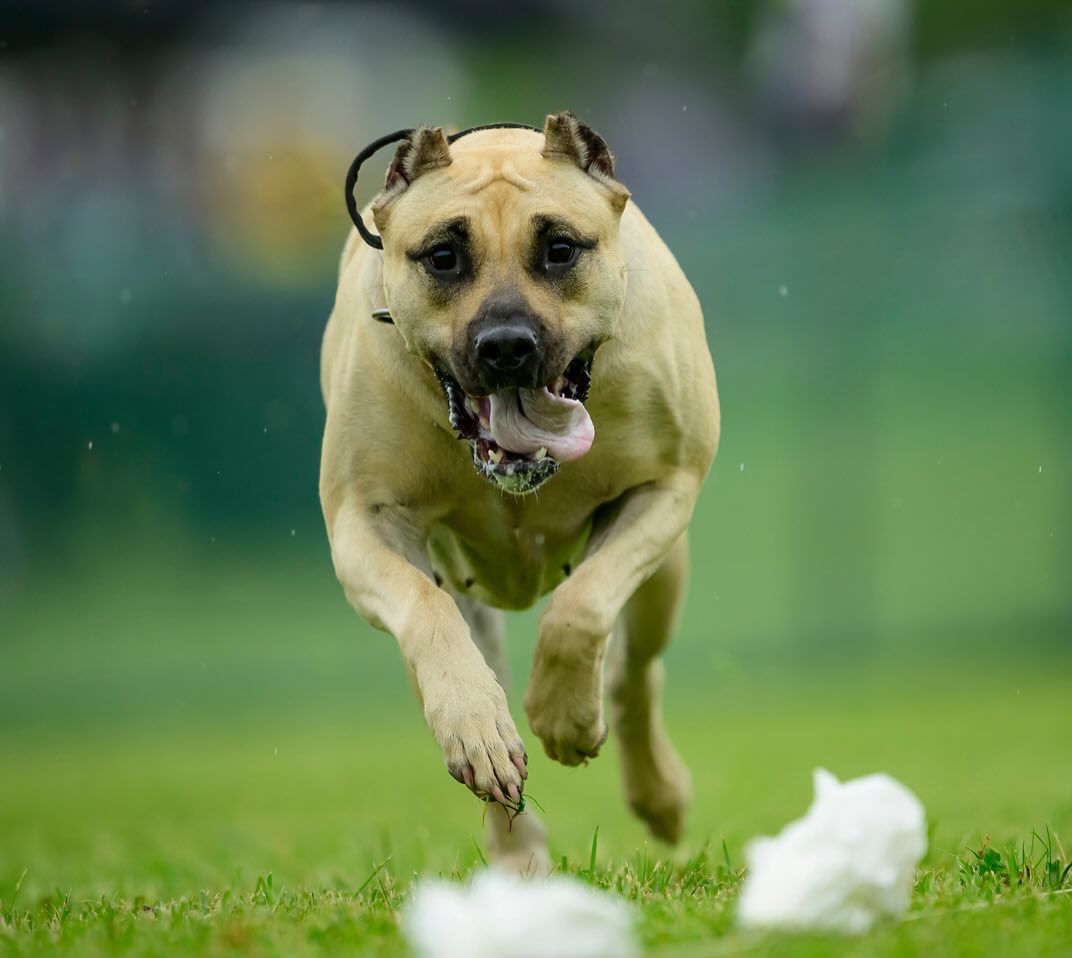 K9Kennels Nahla has just received her official invite to represent the Presa Canario breed at the AKC Fast CAT Invitationals! We’re beyond proud of this and look forward to representing the breed well! Time to show the world what she can do! 🚀🐾👑
#PresaCanario #FastCAT #AKCInvitationals #ProudMoment #kingscourtkennel👑