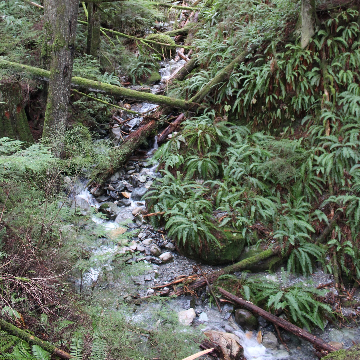 Join us & our friends @resources_protects and @sierraclubwa this Saturday for a community event celebrating the permanent conservation of a mature forest in the Lake Whatcom watershed known as the “Bessie” Timber Sale!
In 2023, a 575-acre block of mature forest that includes Bessie was put into conservation using funds from the Climate Commitment Act (CCA)!
This celebration will include a one-hour gathering with art, speakers, and poetry, followed by an optional hike to the Bessie forest area for those interested in exploring further. More info & link to RSVP in our bio!
