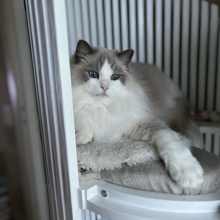 > Happy Customers!
Look at how happy this Ragdoll ‘Douwe’ is when she conquered the best place in the house, inside the bespoke cattube catshelter that I made for her!
#woodworking #catsofa #bespoke #cattree #catluxury #recycle #catshelter #cat #eco #pine #catsofinstagram #craftmanship #design #purr #catlovers #gato #fibonacci #chat #luxurycat #feline #douwe #interieur #cattube #catfurniture