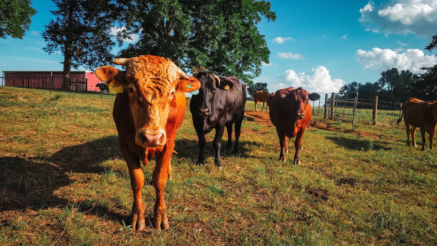 These pastures have been home to a lot of faces and buildings throughout the generations. Today some of these features can still be seen while others call this land there new home ! 🐮🐶🥩 #easttexas #texas #akaushi #cattle #dog
