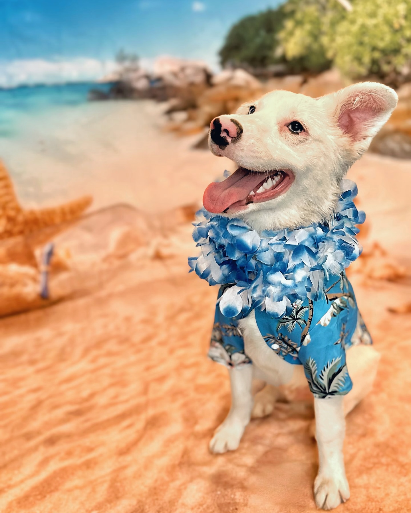 King is enjoying the sunshine! ☀️ 🏖️🌊