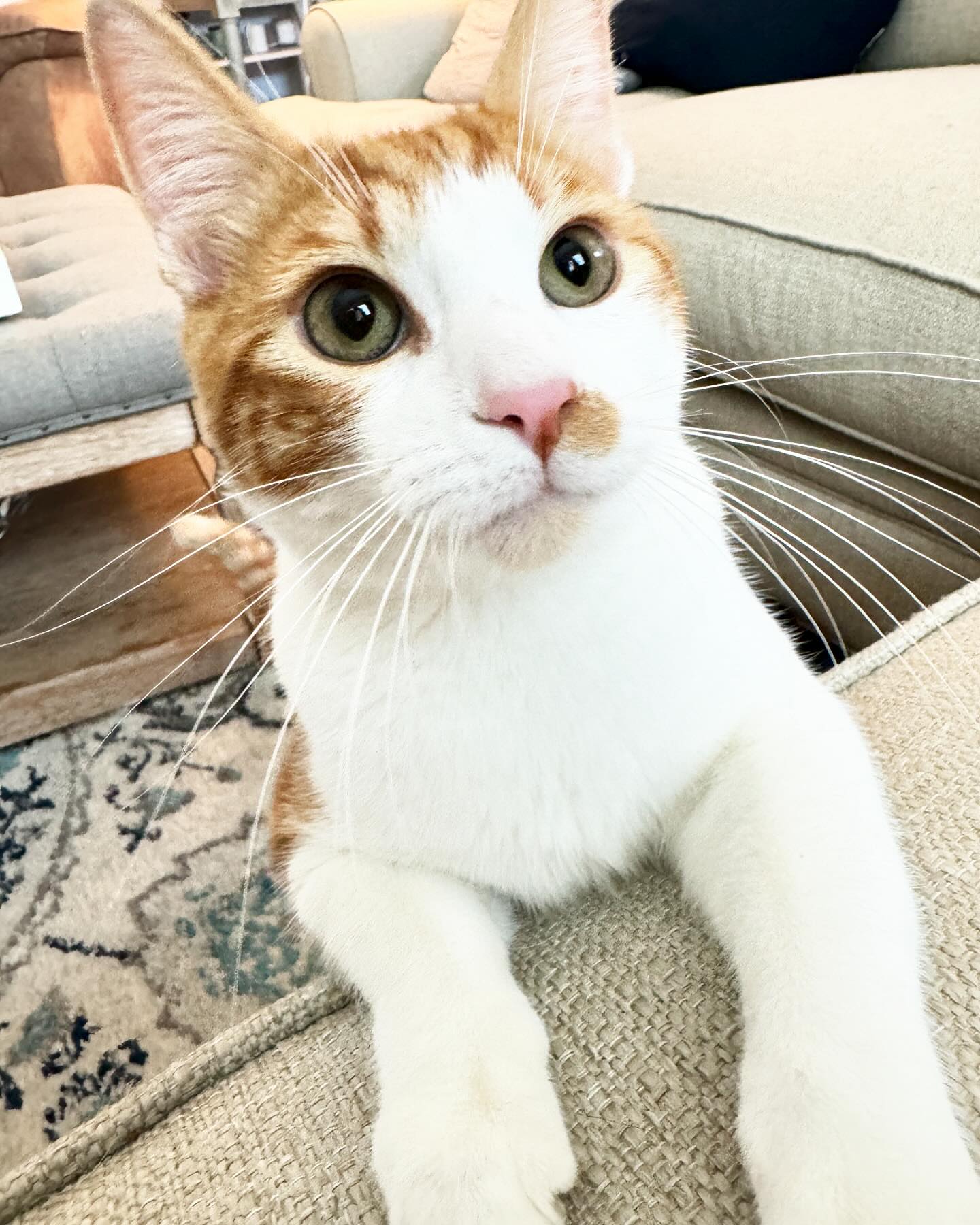 Little Loki-man. ๐ #kittensofdelaware #cats #loki #herekittykitty #playtime