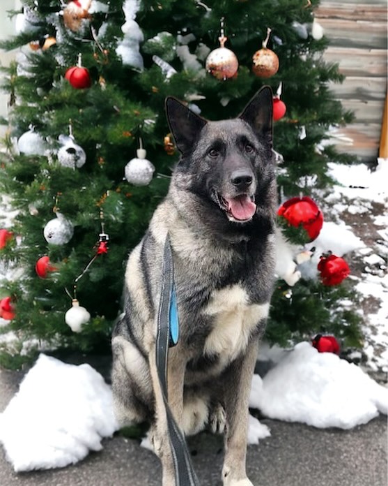 Christmas boi Magnus.
.
.
.
#magnus #wilmingtonde #wilmingtondelaware #christmasdog #christmaspup #norweigianelkhound